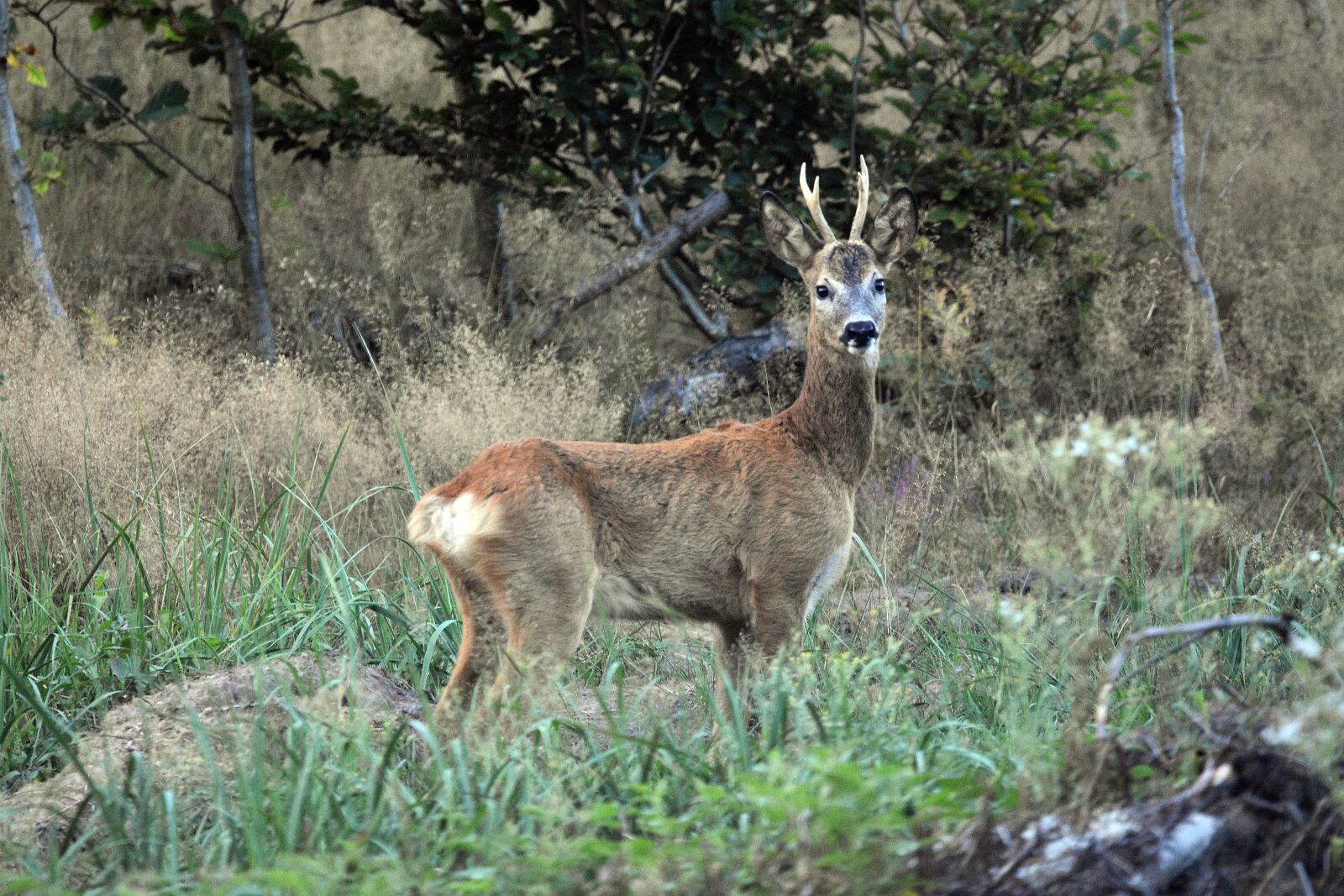 Nikon D3400 sample photo. Sarna, deer, antlers photography