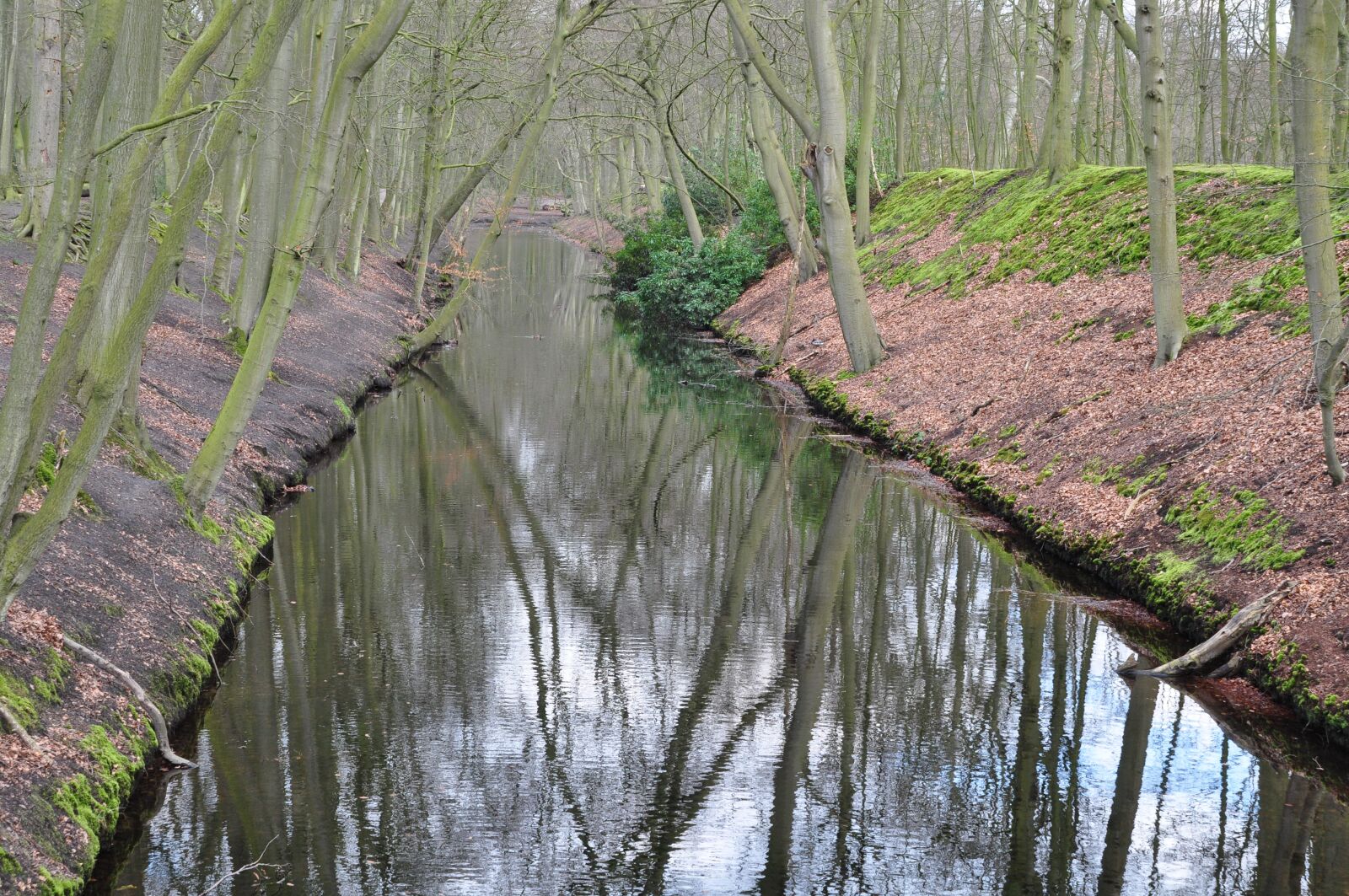 Nikon D90 sample photo. Forest, trees, nature photography