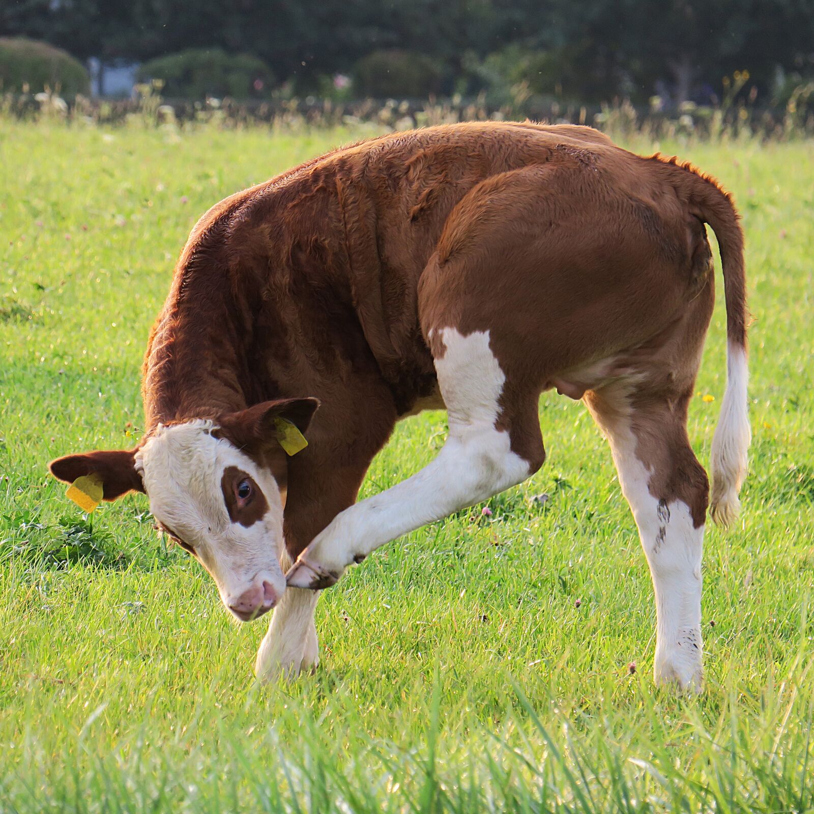Canon PowerShot G3 X sample photo. Calf, beef, pasture photography