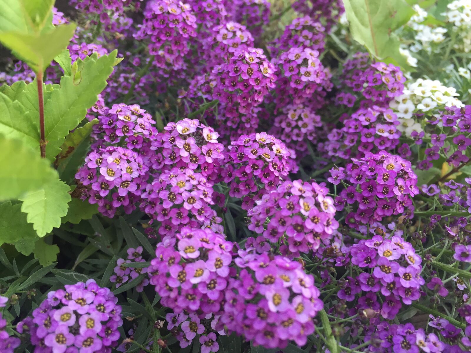 Apple iPhone 6 sample photo. Purple flowers, nature, garden photography