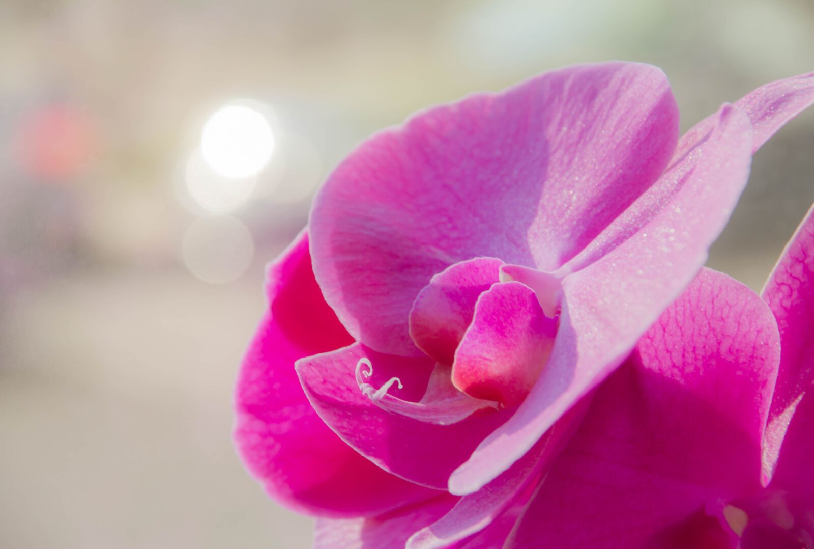 Canon EOS 60D sample photo. Orchid, flower, flora photography