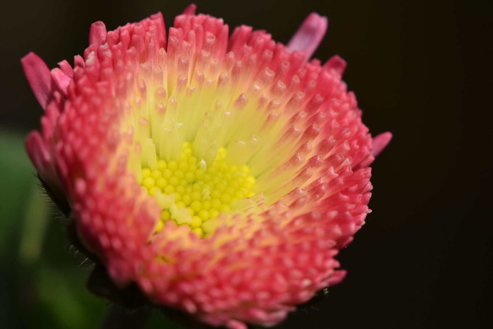 Nikon D5300 sample photo. Flower, spring, spring flower photography