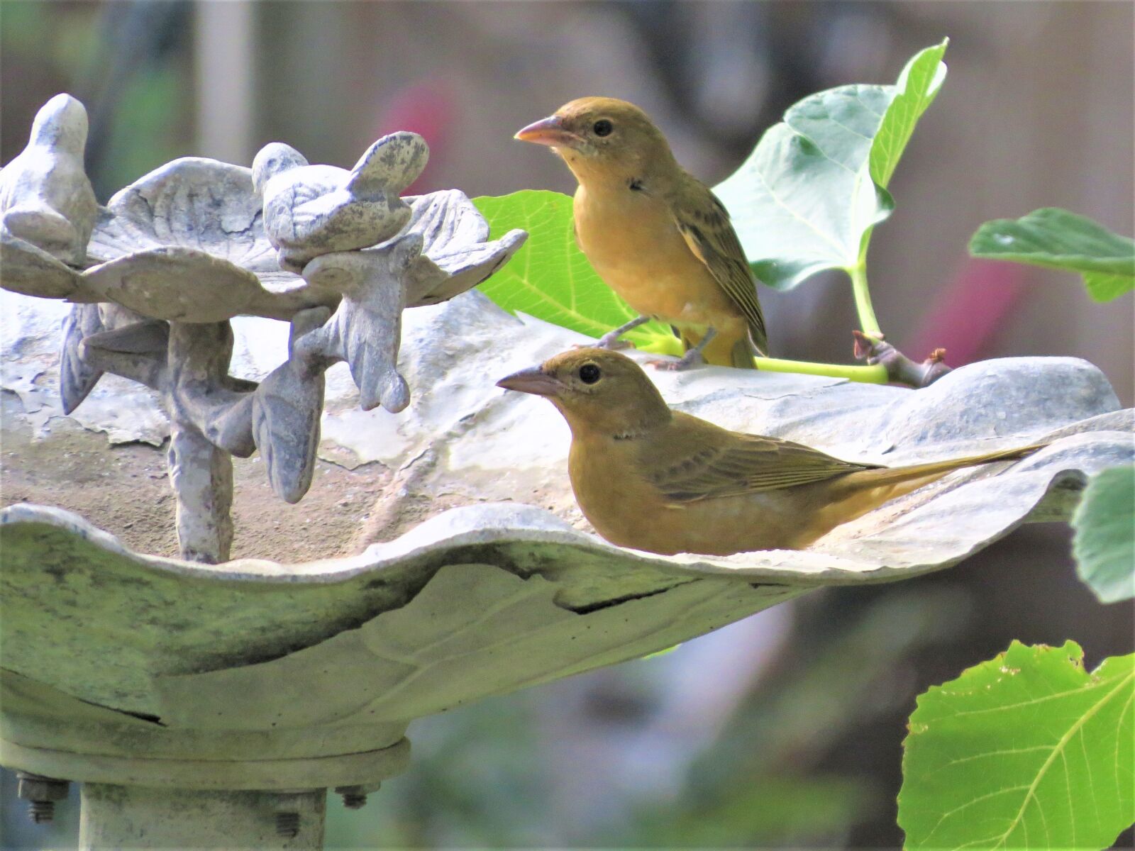 Canon PowerShot SX50 HS sample photo. Birds, yellow, tan photography