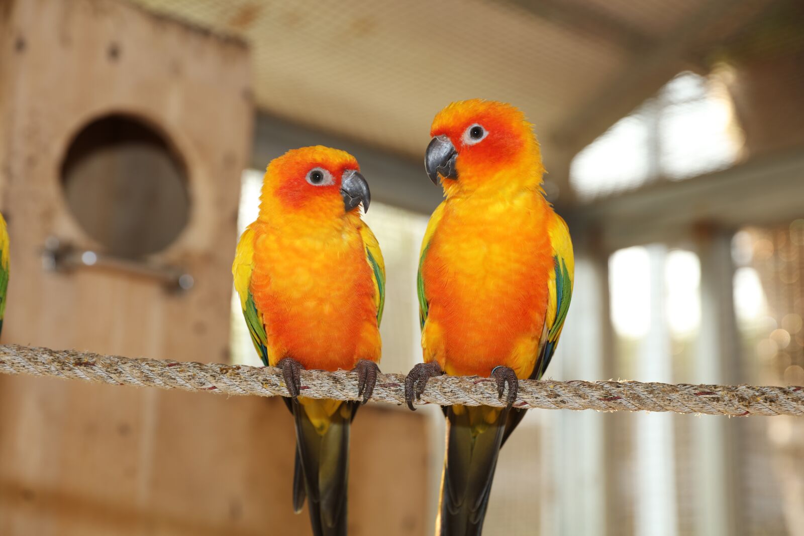 Canon EOS 5DS R + Canon EF 24-70mm F2.8L II USM sample photo. Yellow green parakeet, rare photography