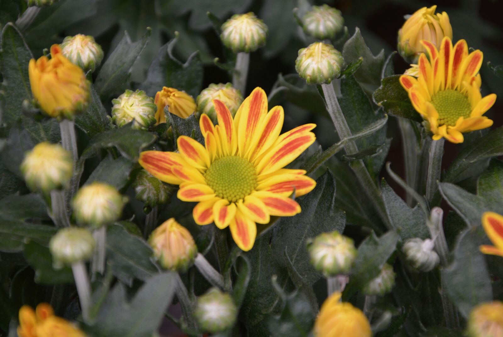 Nikon D5200 sample photo. Daisy flower yellow orange photography