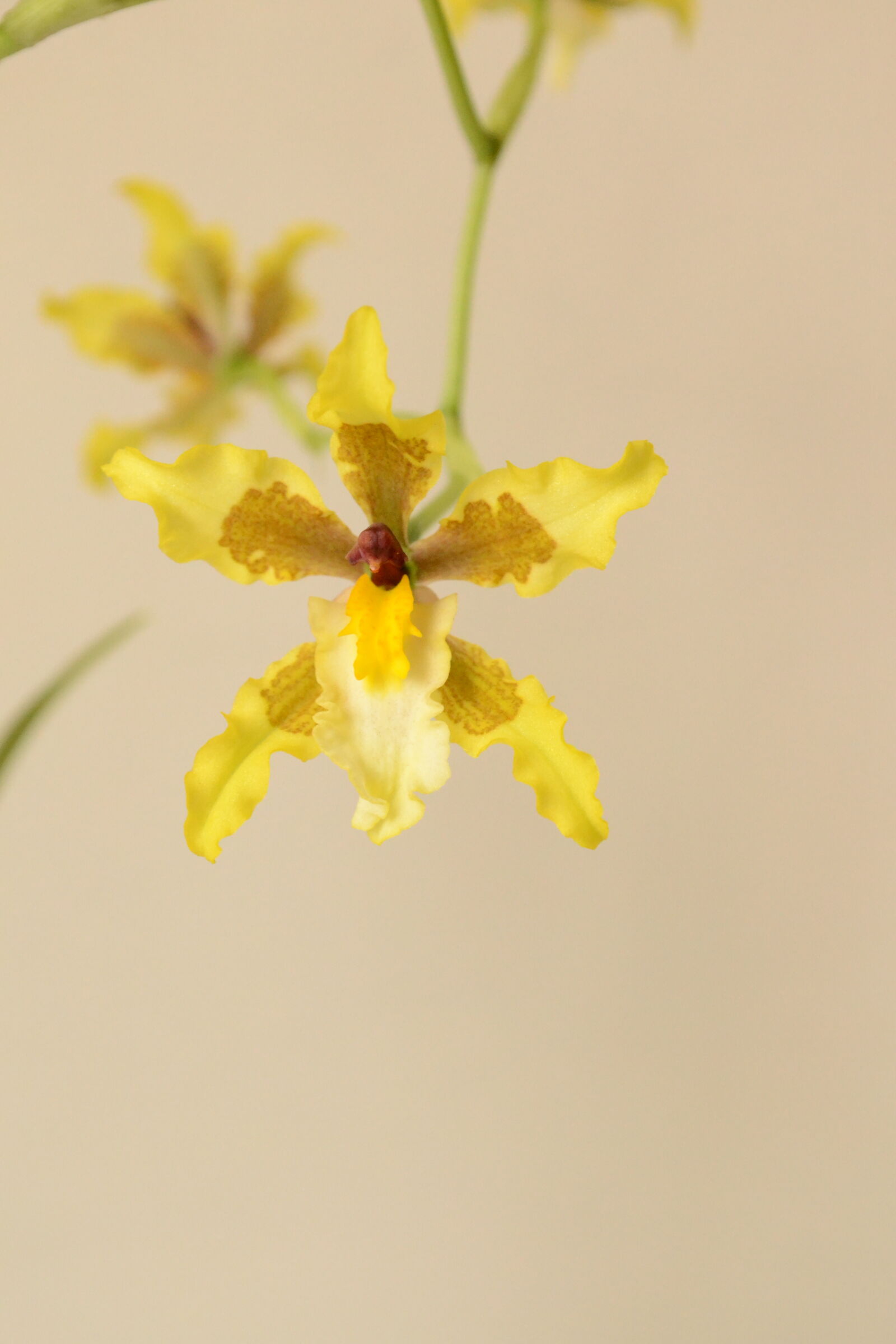Nikon D3100 sample photo