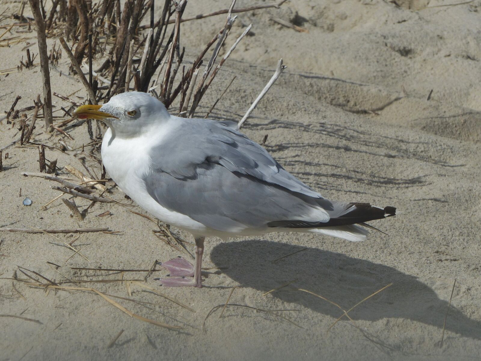 Panasonic Lumix DMC-FZ200 sample photo. Seagull, sand, bird photography