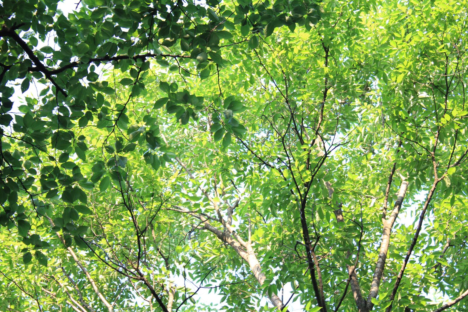 Canon EOS 550D (EOS Rebel T2i / EOS Kiss X4) sample photo. Nature, landscape, forest photography