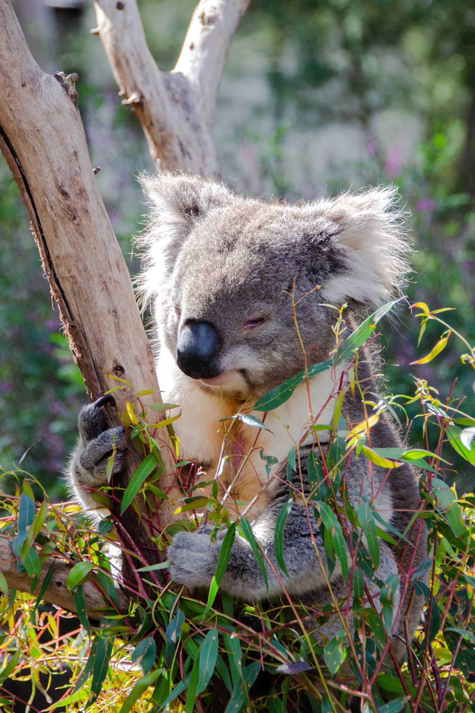 Nikon D5100 sample photo. Koala, mammal, marsupial photography