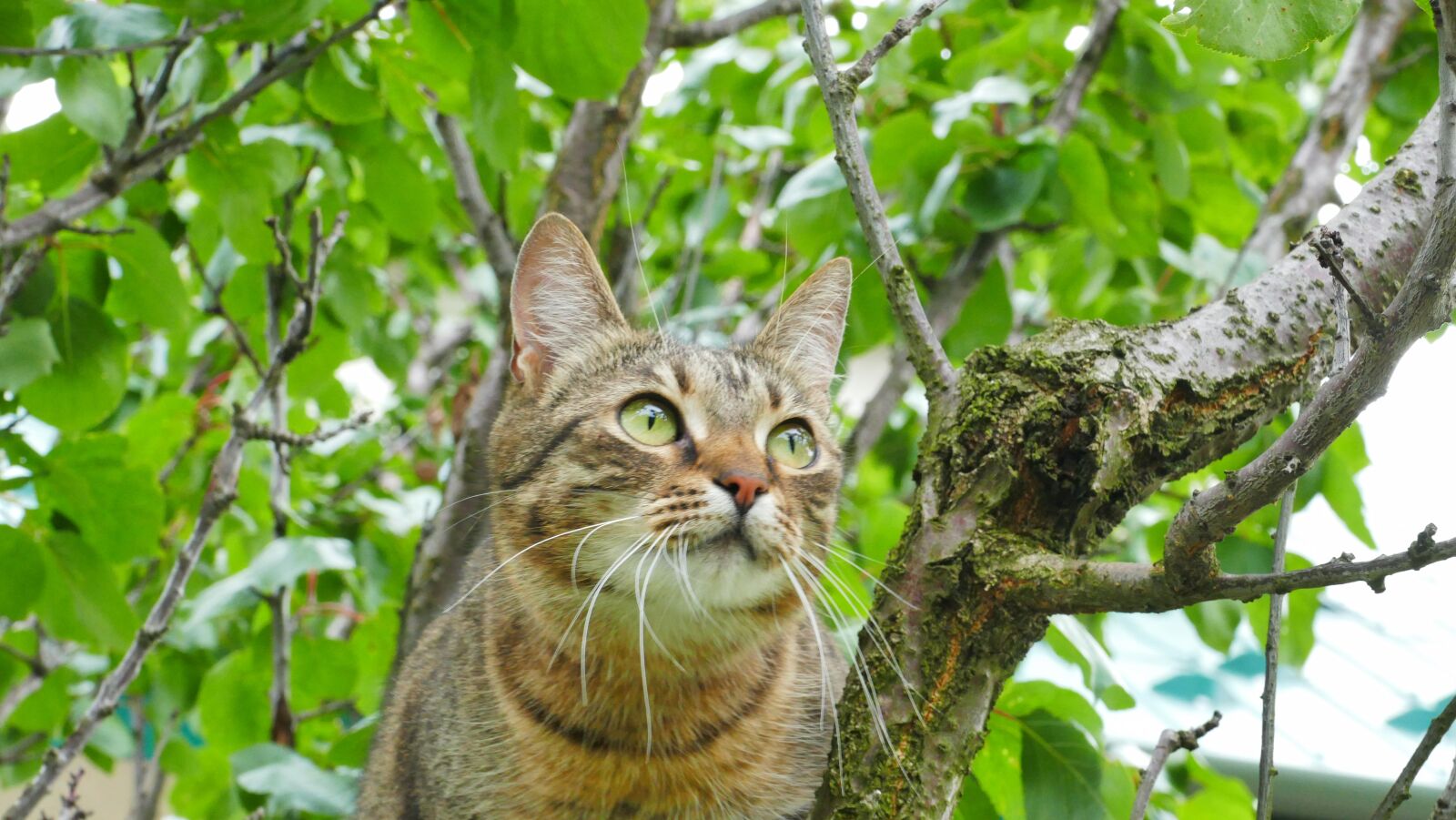 Panasonic Lumix DMC-FZ1000 sample photo. Cat, tree, tiger photography