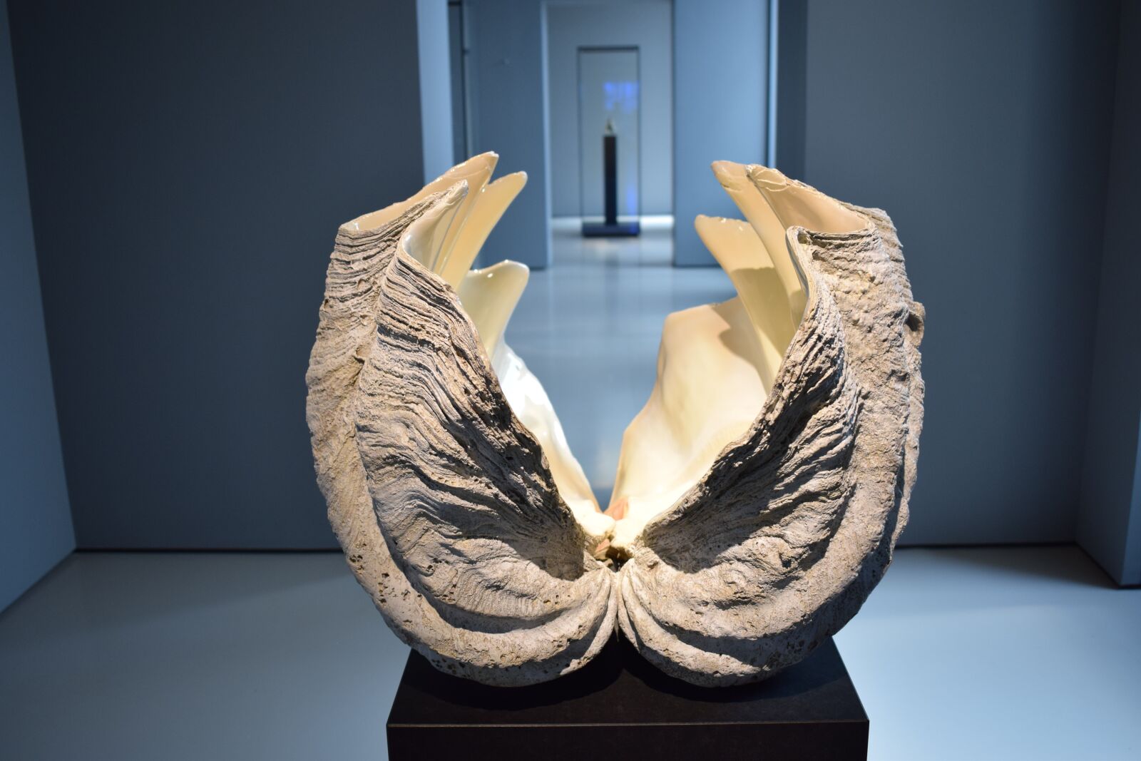 Nikon D5300 sample photo. Shell, museum, sculpture photography
