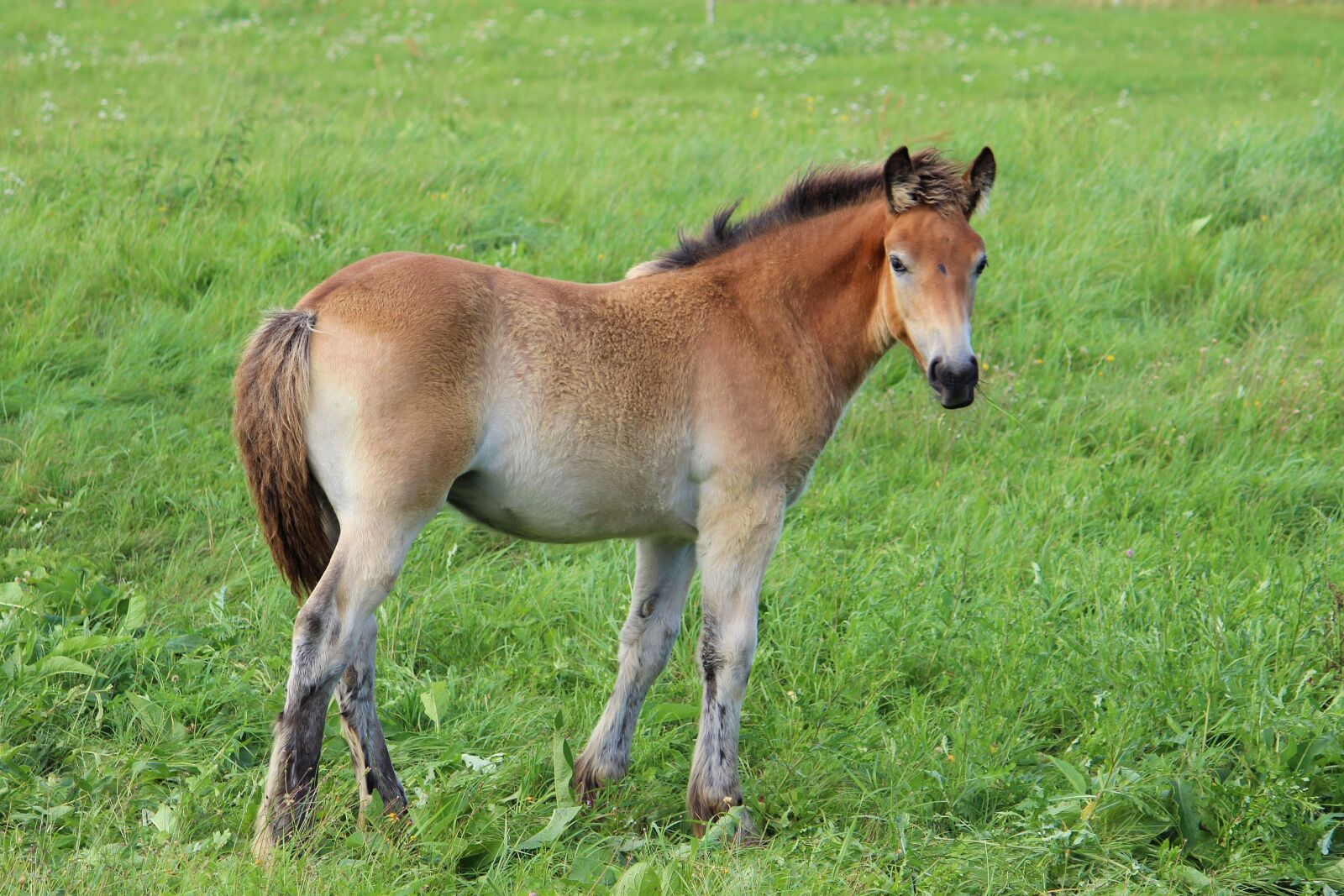 Canon EOS 600D (Rebel EOS T3i / EOS Kiss X5) sample photo. Horses, cold blooded animals photography
