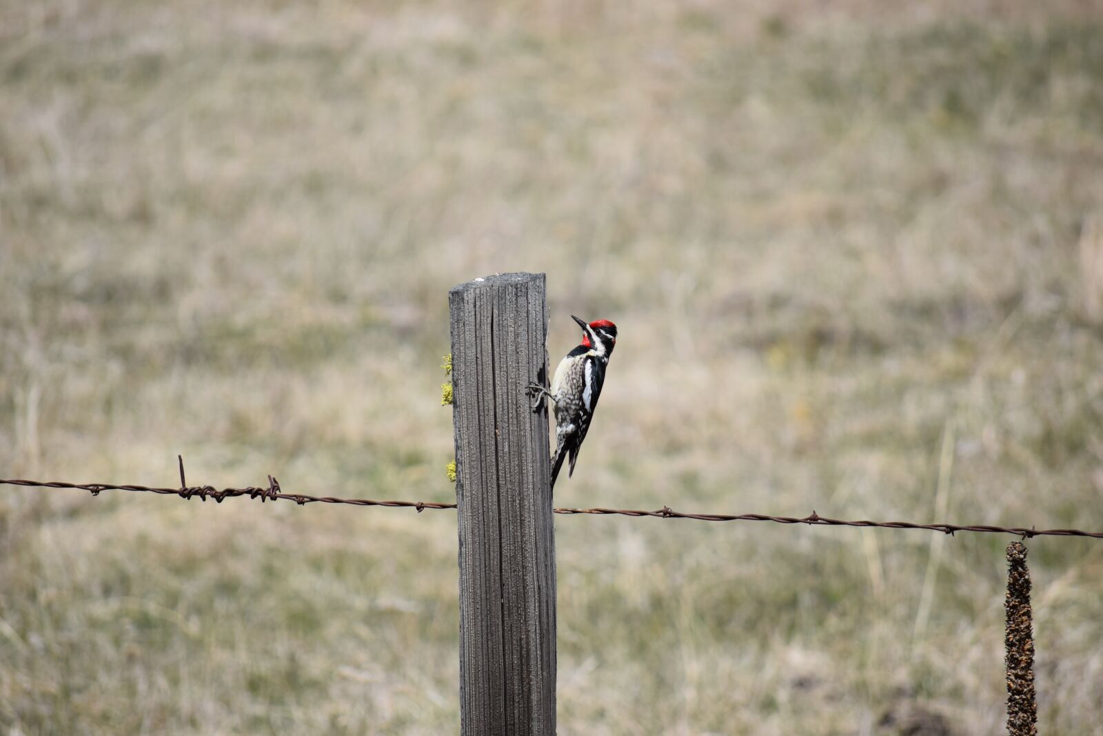 Nikon D3300 sample photo. Bird, woodpecker, sapsucker photography