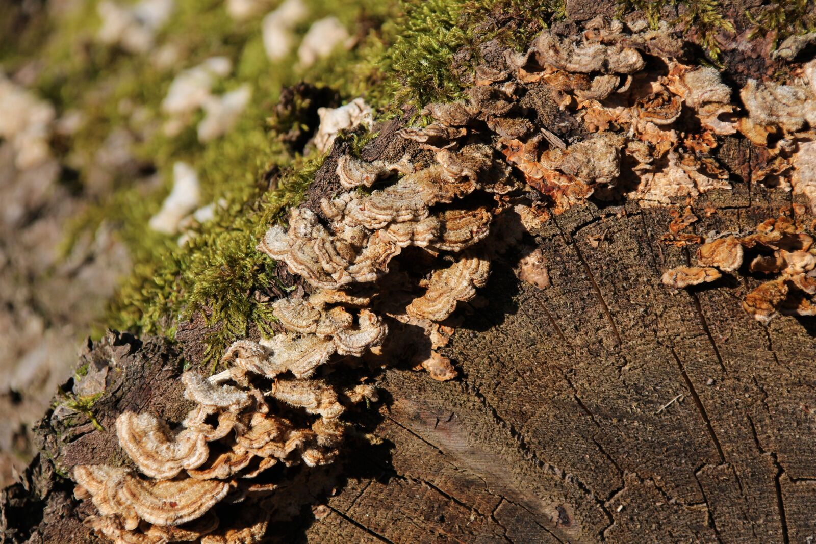 Canon EOS 700D (EOS Rebel T5i / EOS Kiss X7i) sample photo. Mushrooms, tree, forest photography