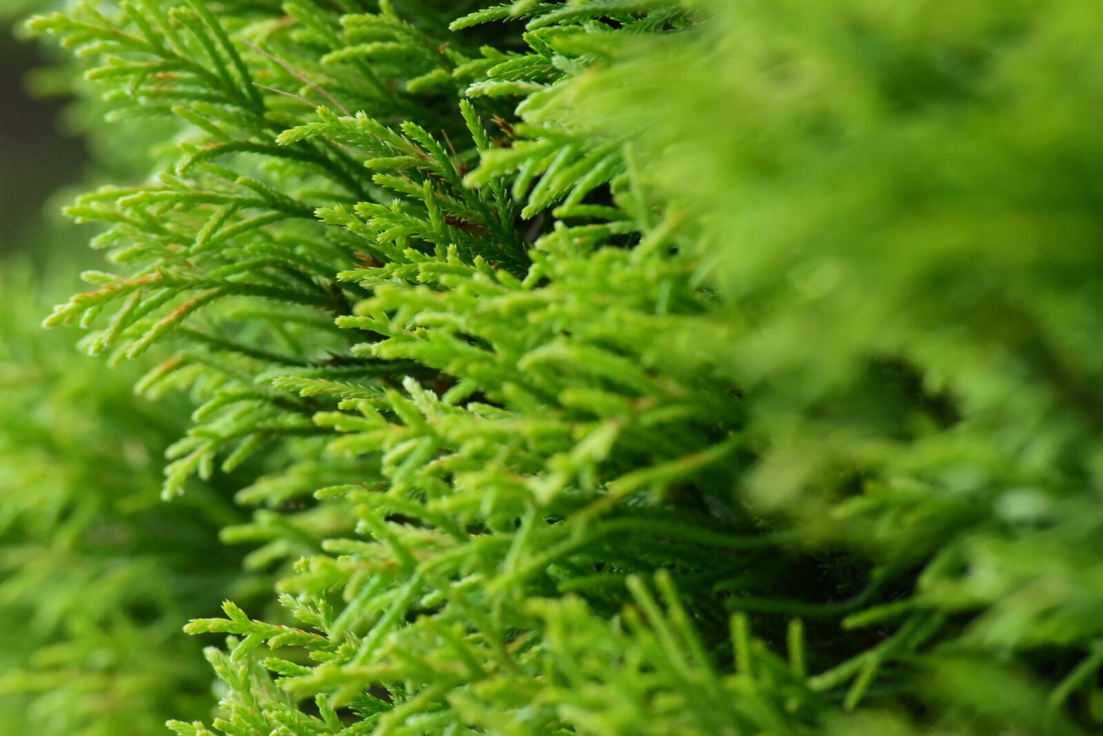Nikon D5500 sample photo. Greenery, nature, natural photography