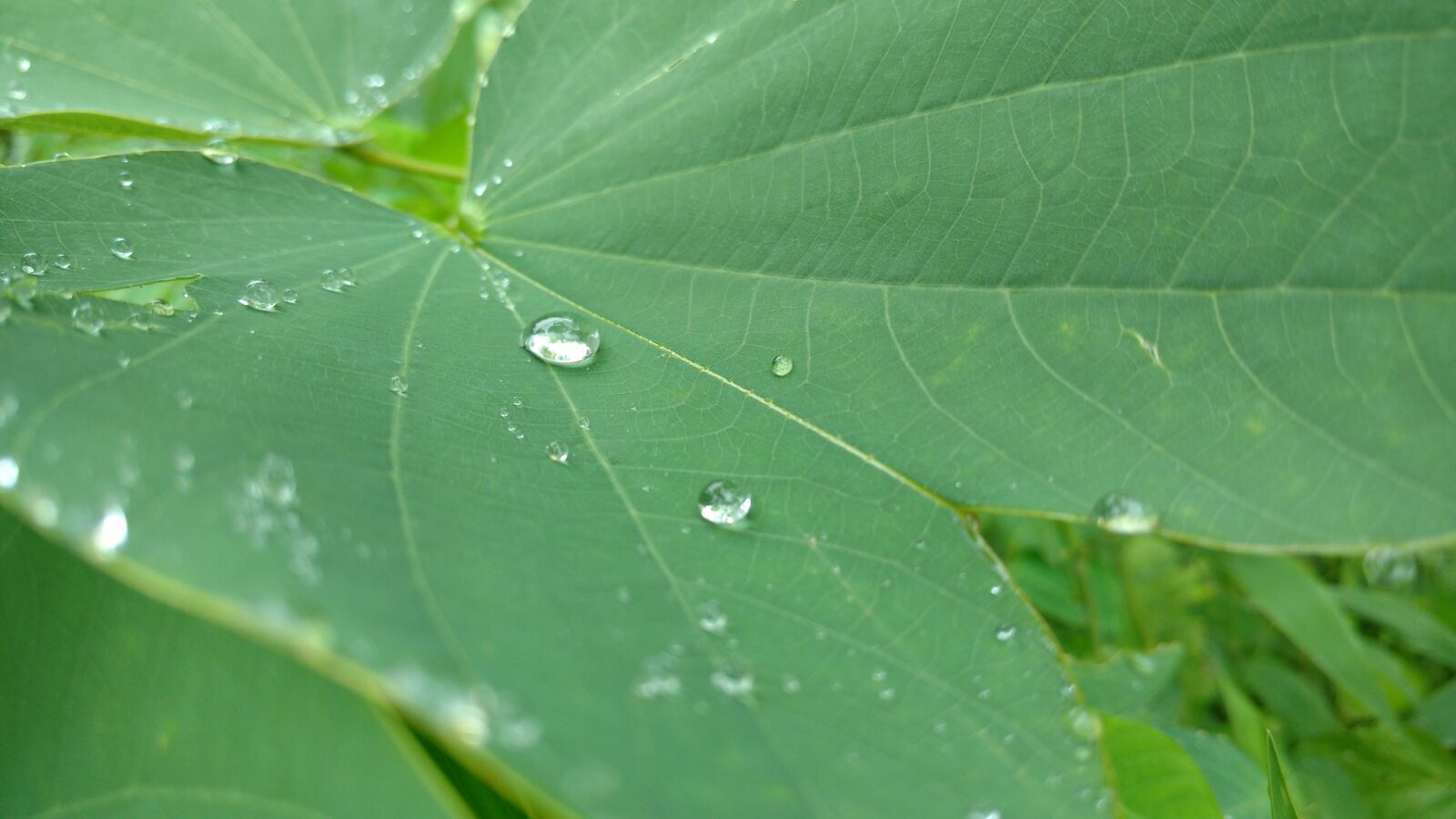 Motorola Moto X Play sample photo. Rain, leaf, green photography