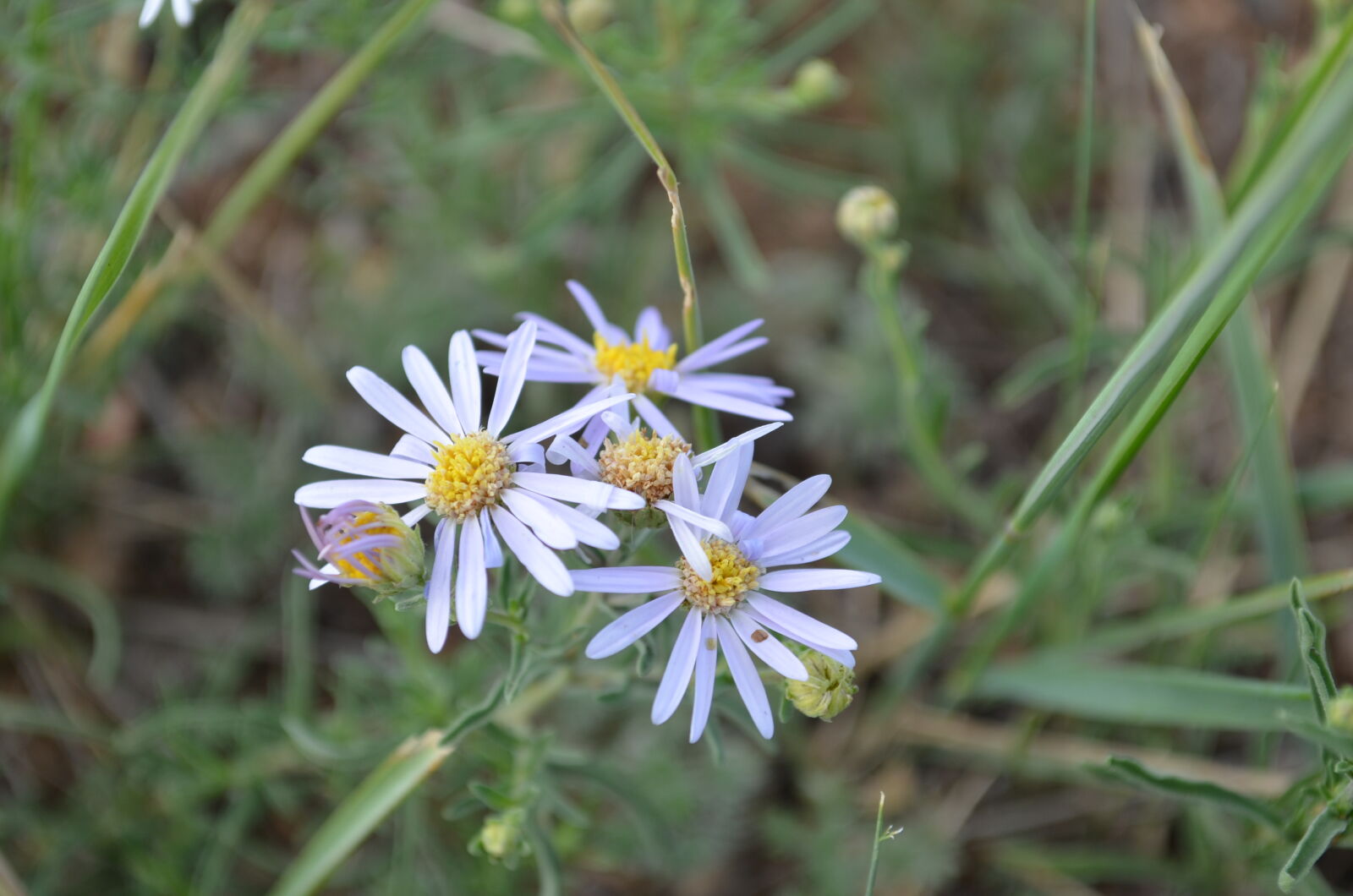 Nikon D5100 sample photo. Field, mongolia photography
