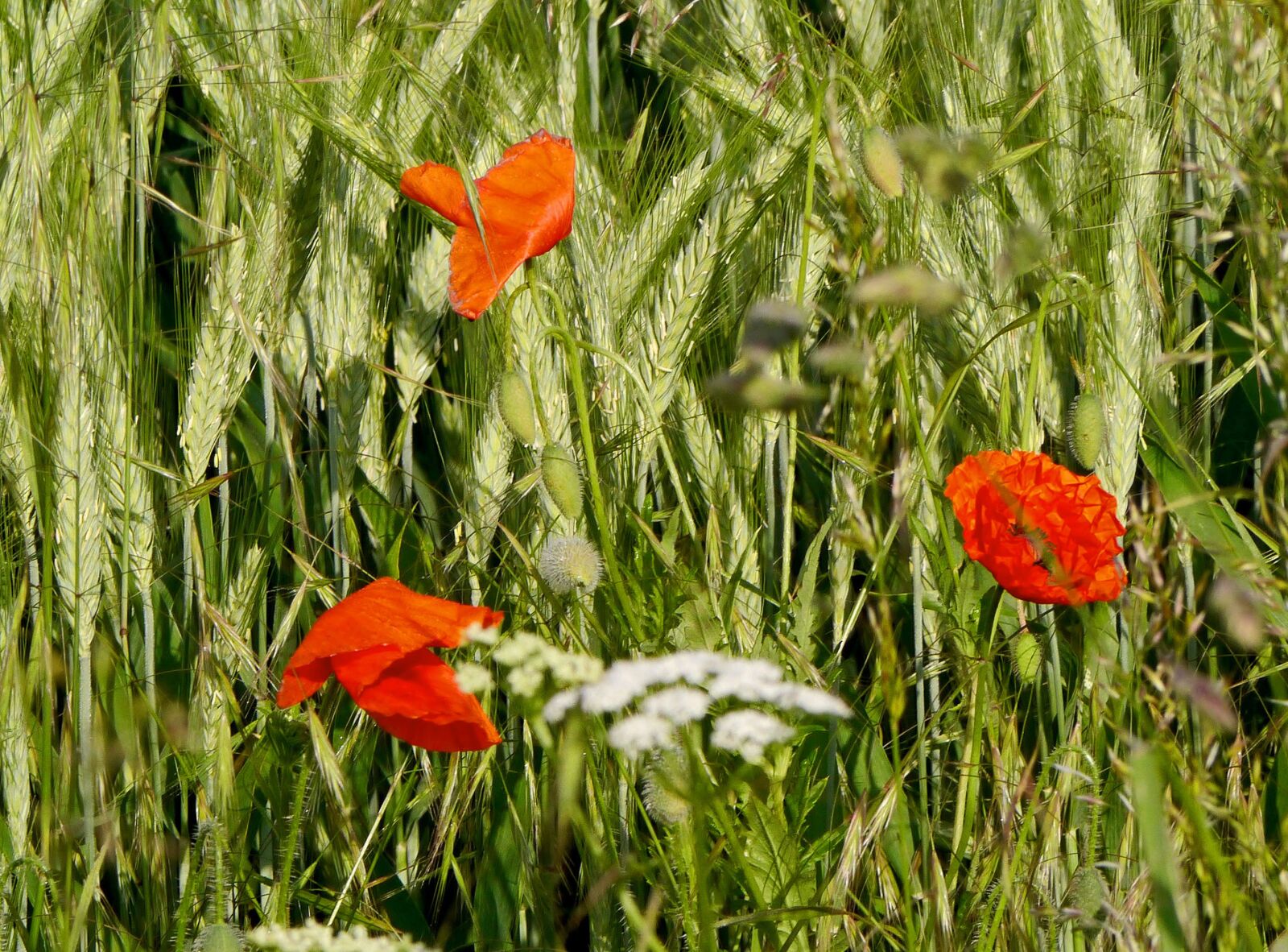 Panasonic Lumix DMC-G3 sample photo. Poppies in barley field photography