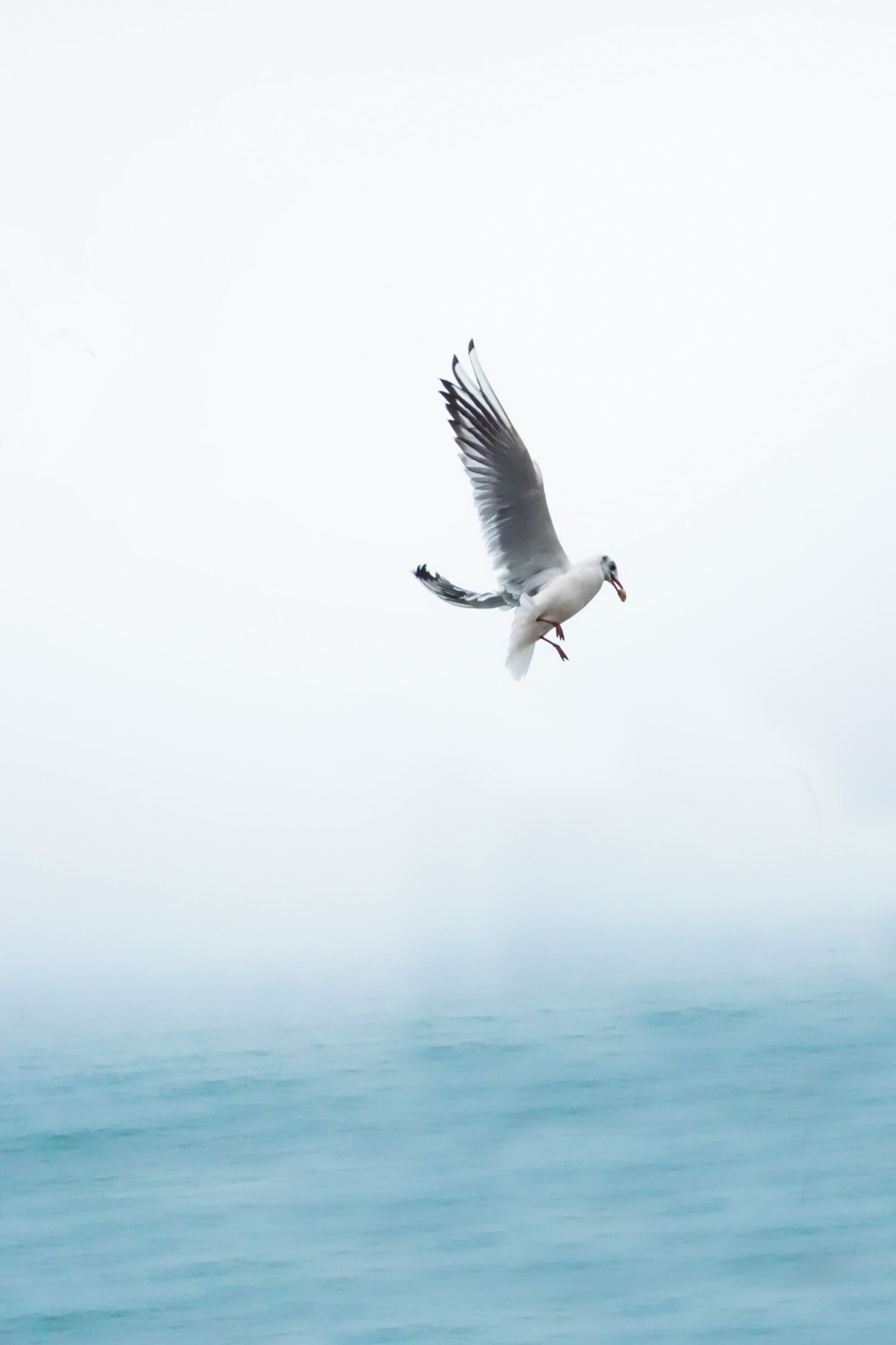 Sony Cyber-shot DSC-RX100 sample photo. Seagull, eat, eating photography