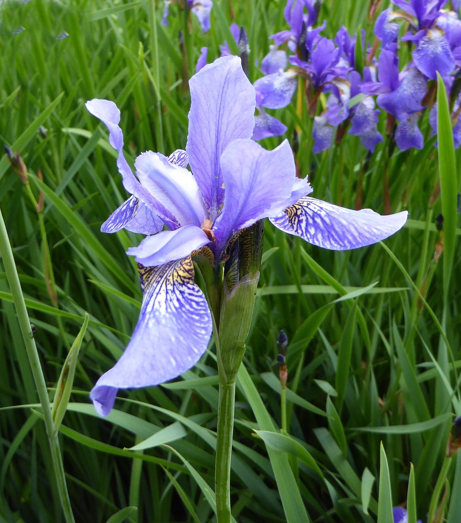 Panasonic DMC-TZ61 sample photo. Blossom, bloom, iris photography
