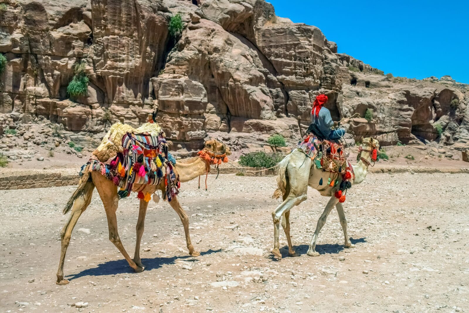 Nikon D3300 sample photo. Camels, camelliers, al siq photography