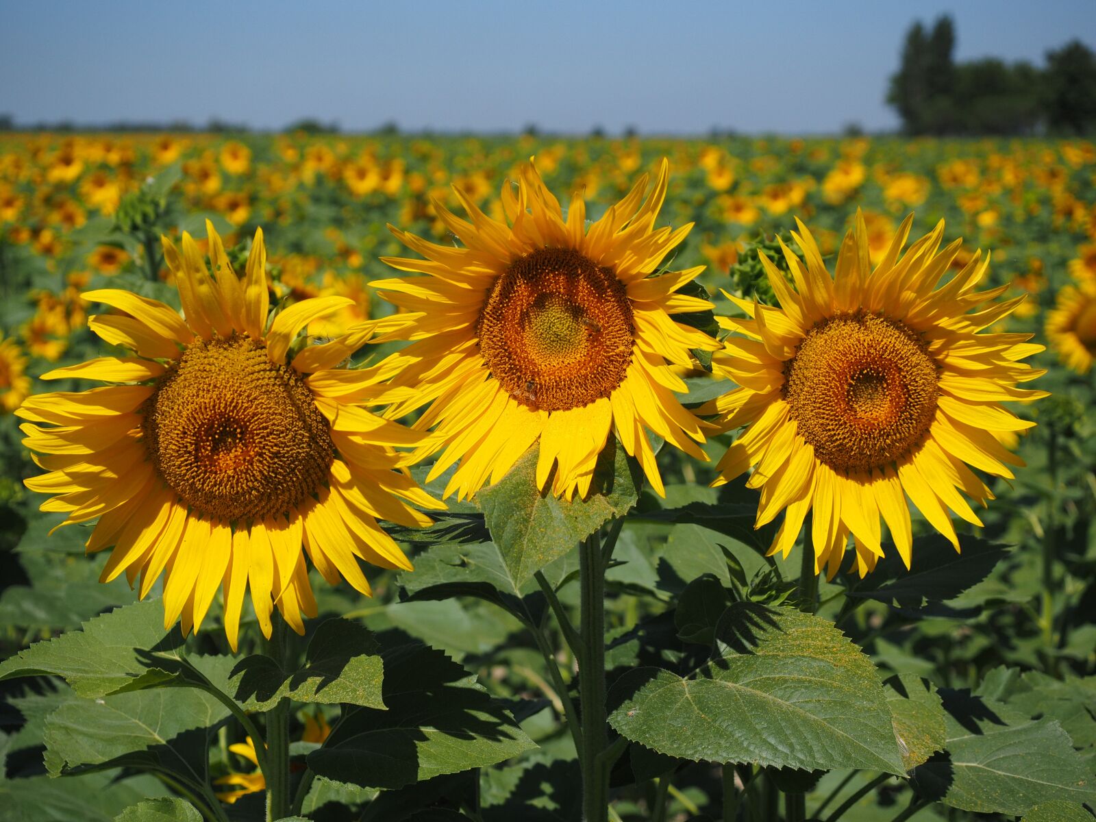 Olympus OM-D E-M1 + Olympus M.Zuiko Digital ED 12-40mm F2.8 Pro sample photo. Sunflower, sunflower field, helianthus photography