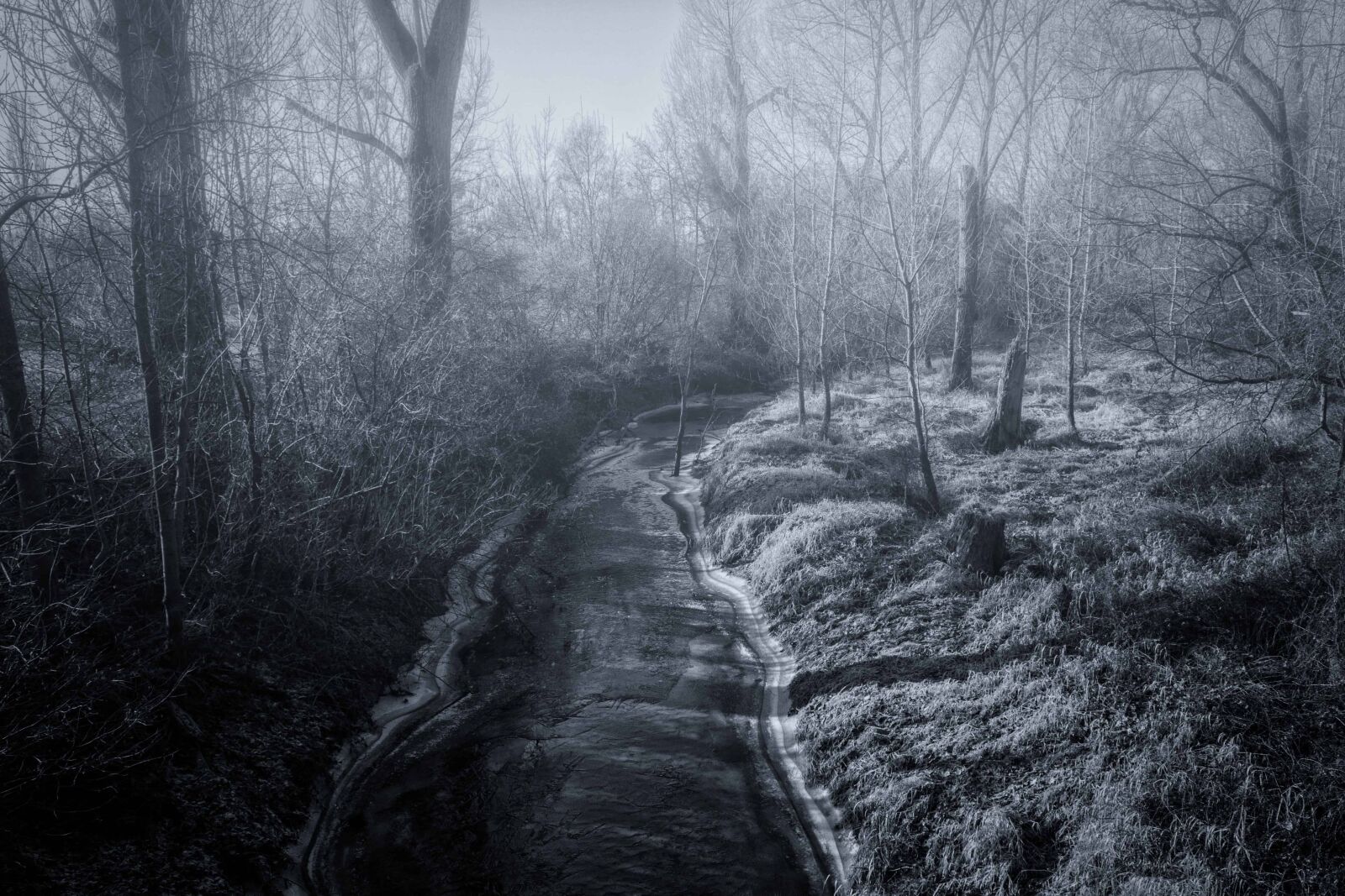 Nikon D3300 sample photo. Landscape, mist, tree, wood photography