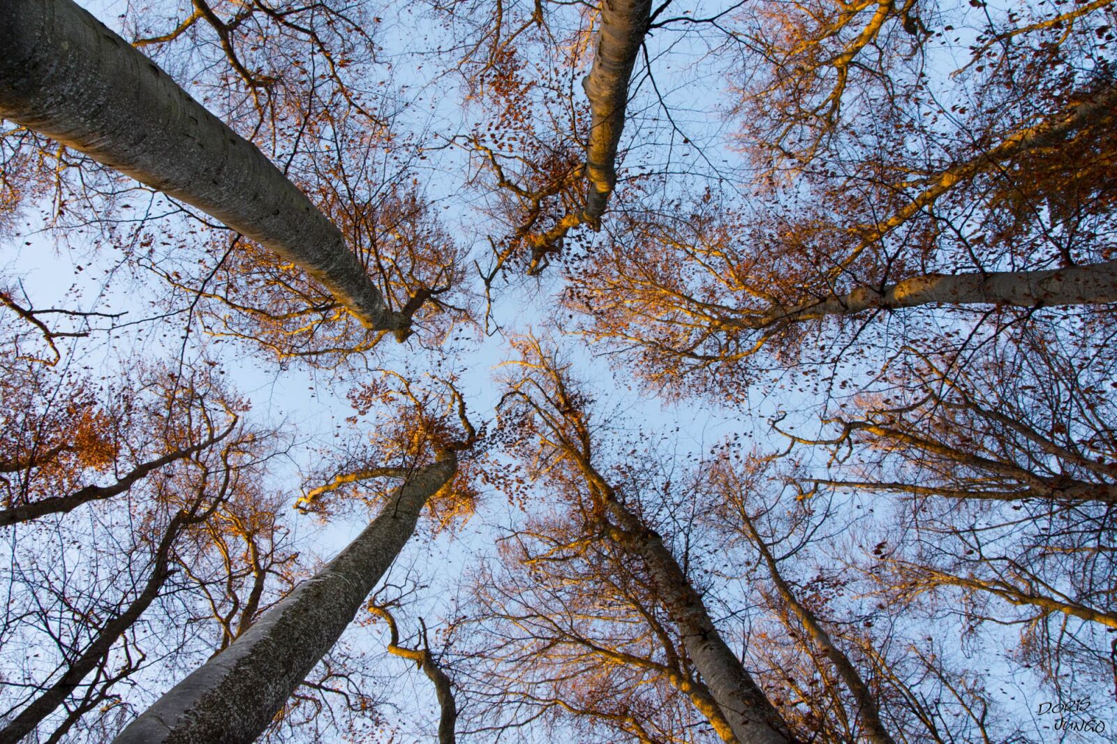 Nikon D7200 sample photo. Tree, branch, season photography