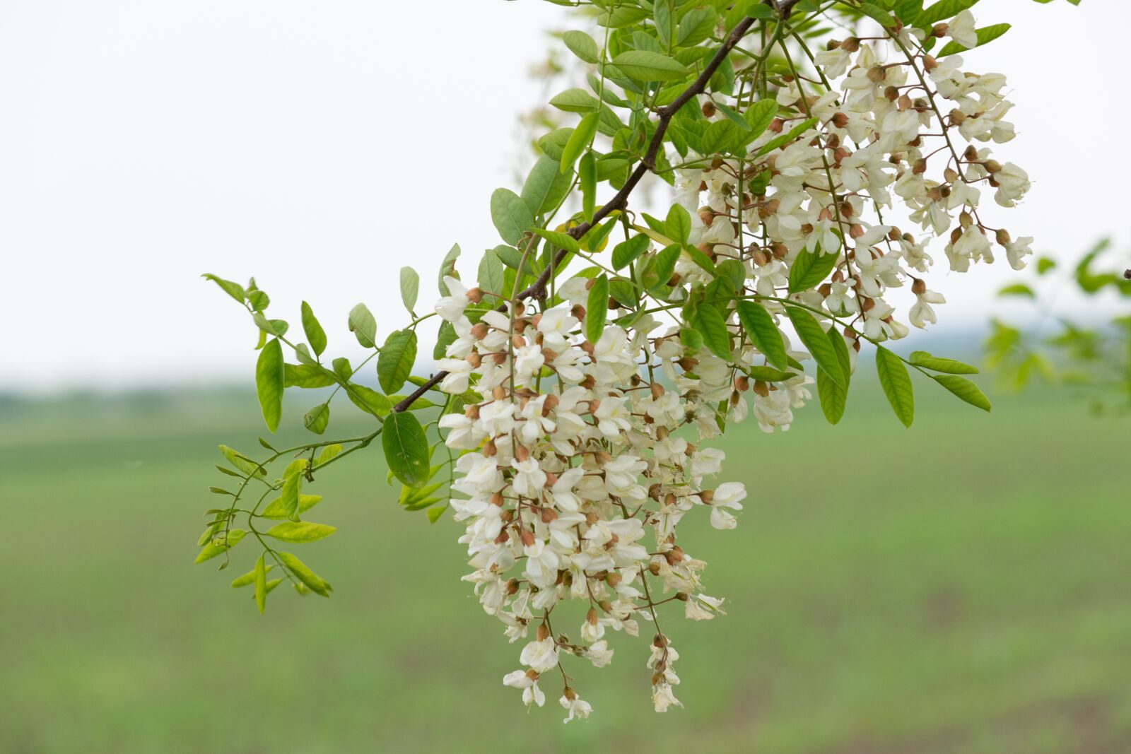 Nikon D3300 sample photo. Acacia, wood, nature photography