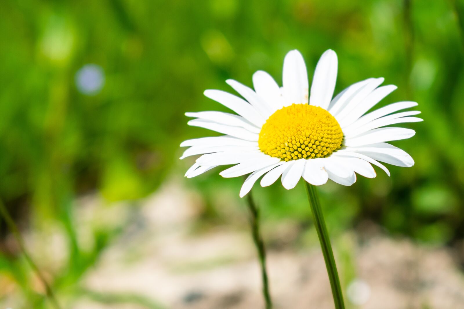 Nikon D5300 sample photo. Flower, margaretka, chamomile photography