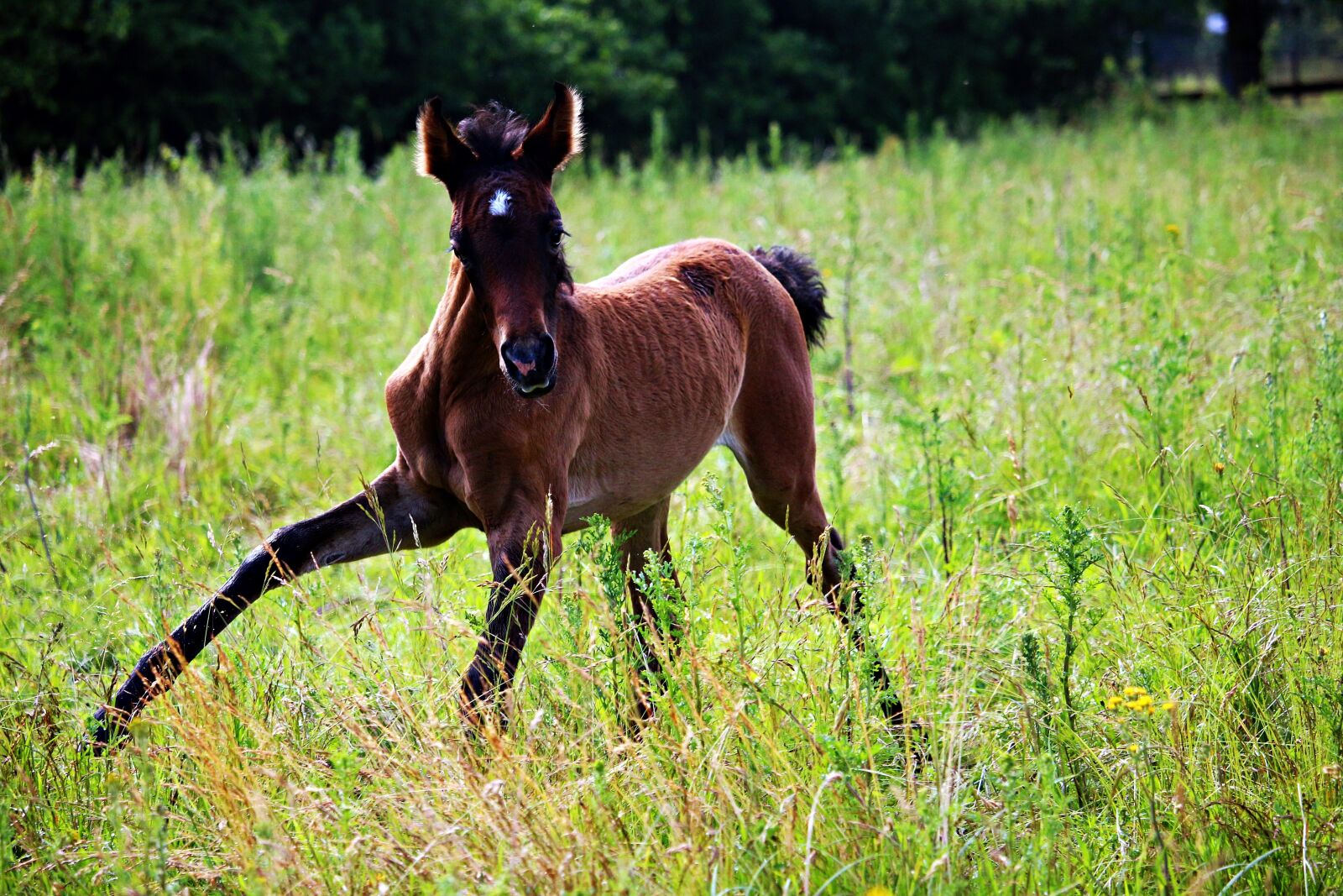 Canon EOS 100D (EOS Rebel SL1 / EOS Kiss X7) sample photo. Horse, foal, thoroughbred arabian photography