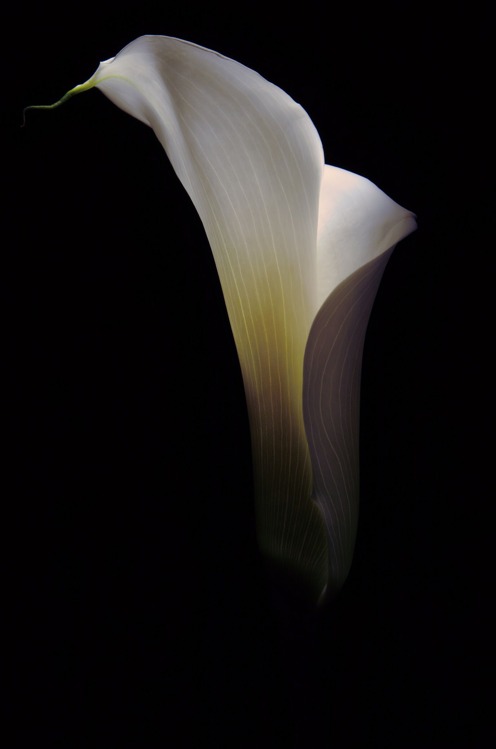 Nikon D40 sample photo. Flower, calla, floral photography