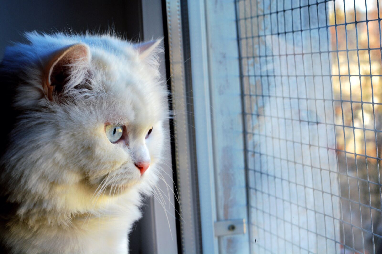 Nikon D7100 sample photo. Cat, eyes, pane photography