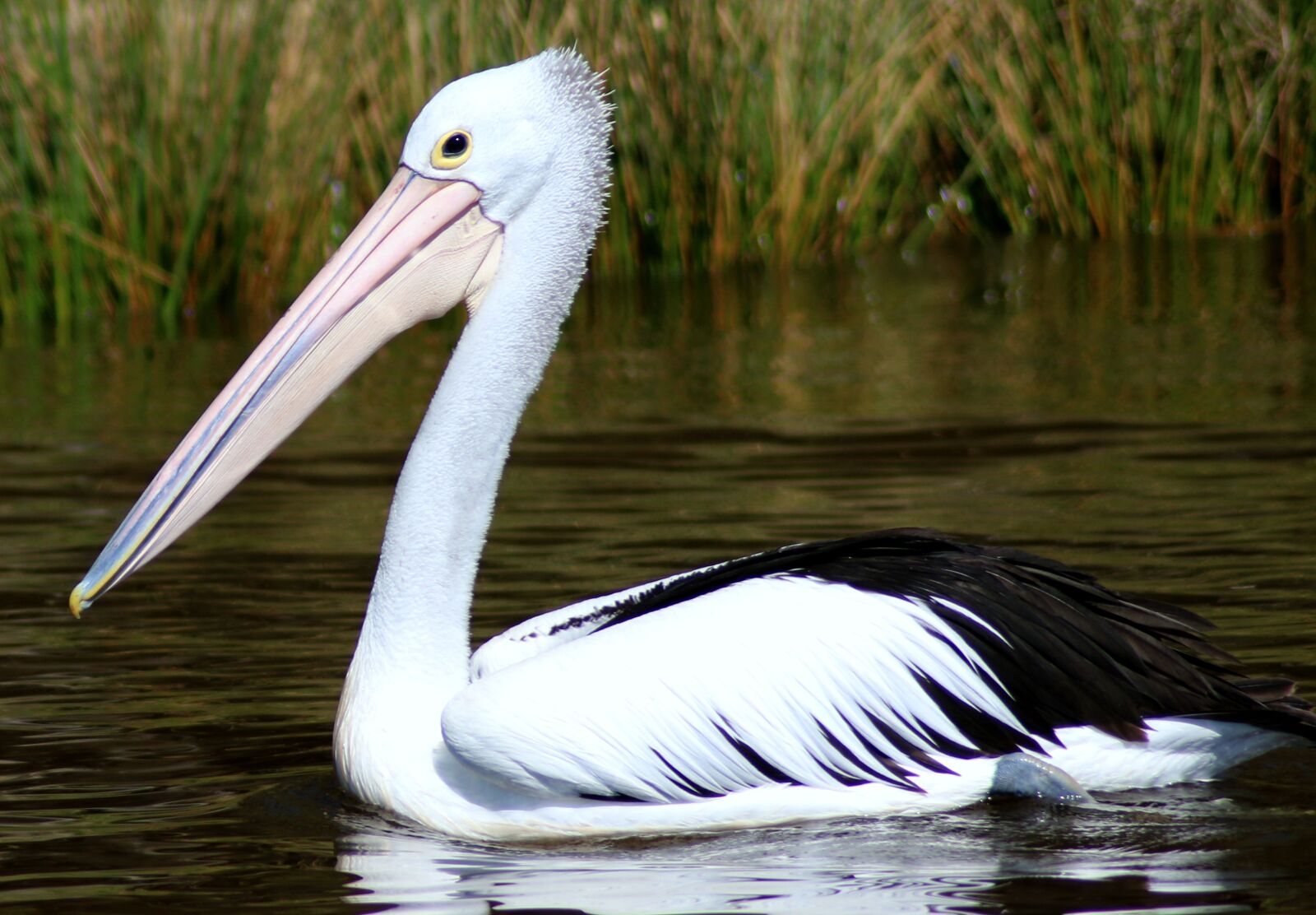 Canon EOS 70D sample photo. Bird, feathers, river photography
