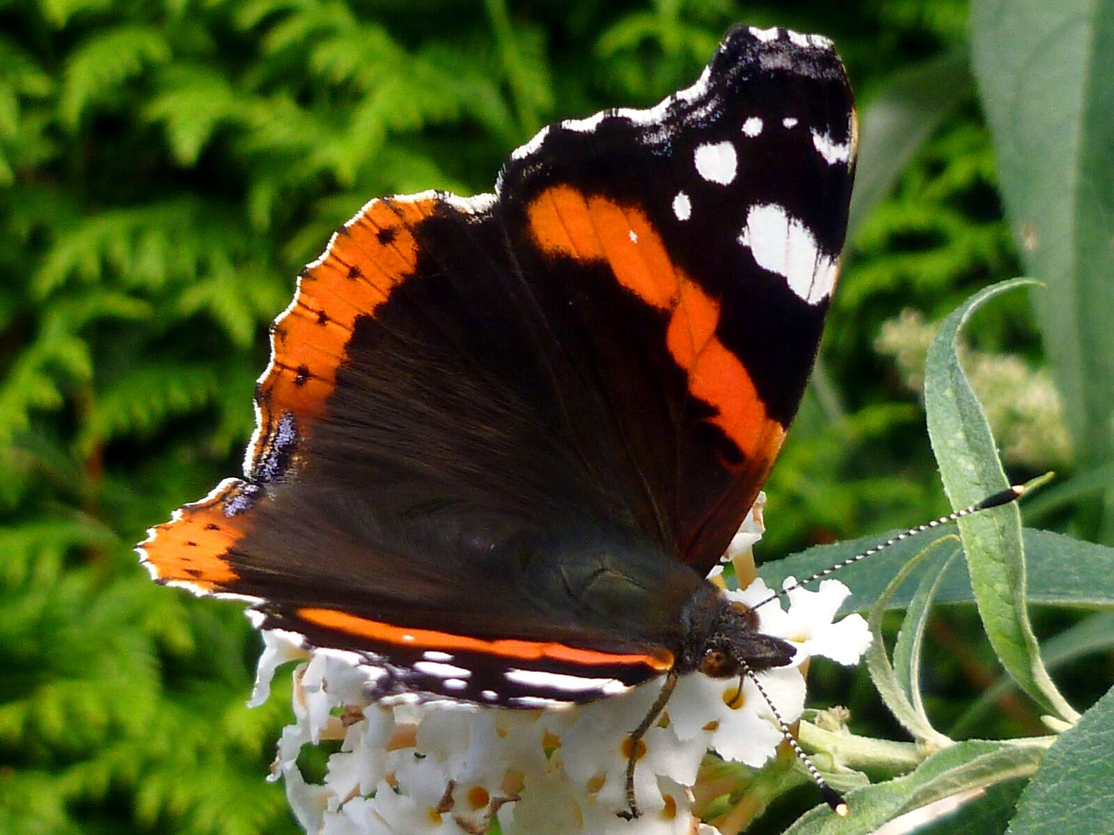 Panasonic DMC-FS37 sample photo. Butterfly, admiral, edelfalter photography