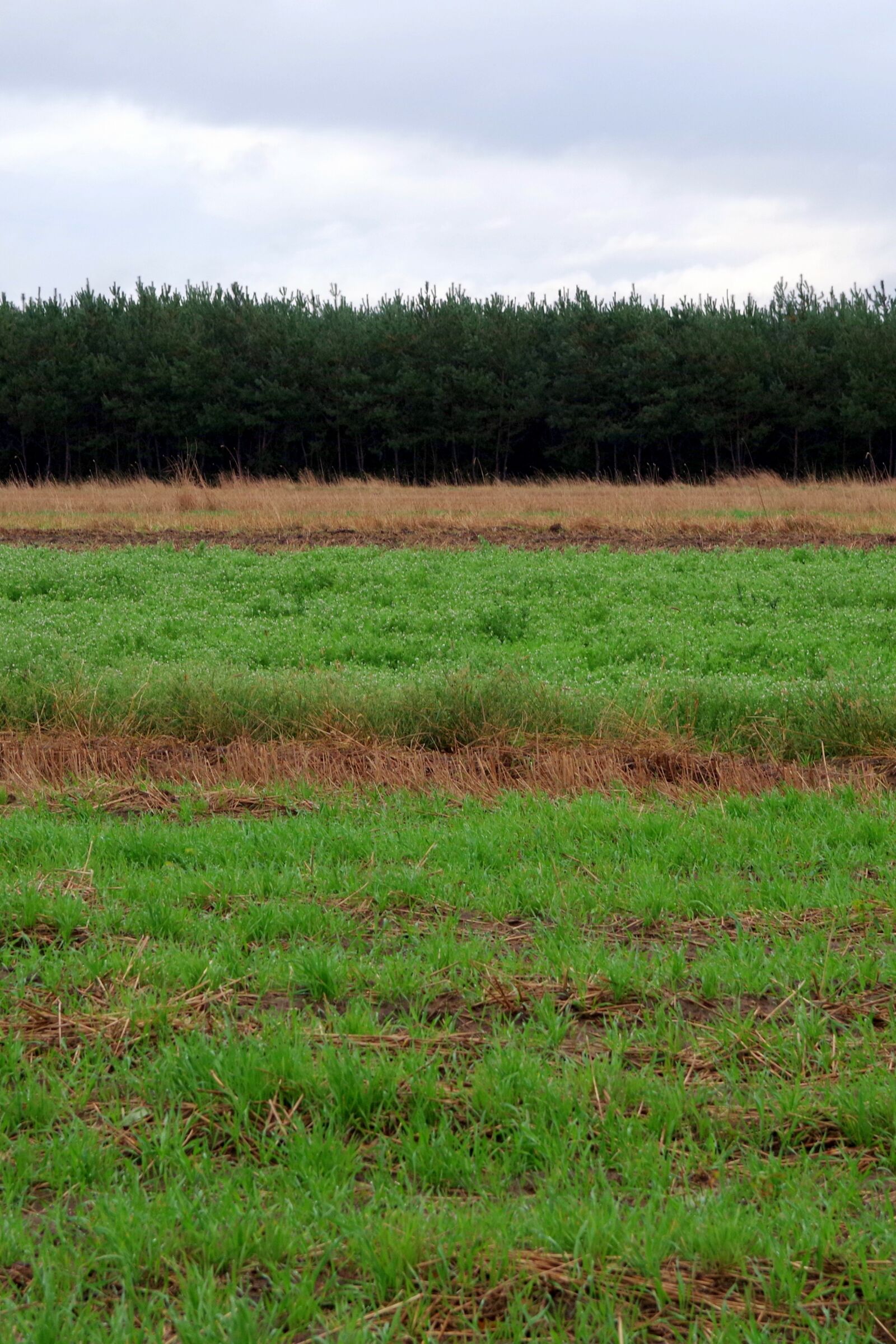 Pentax K-S2 sample photo. Meadow, forest, sky photography