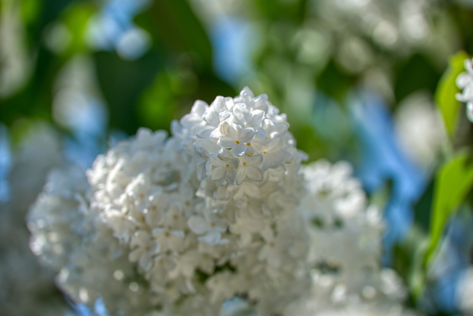 Nikon D750 sample photo. Lilac, olive crop, white photography