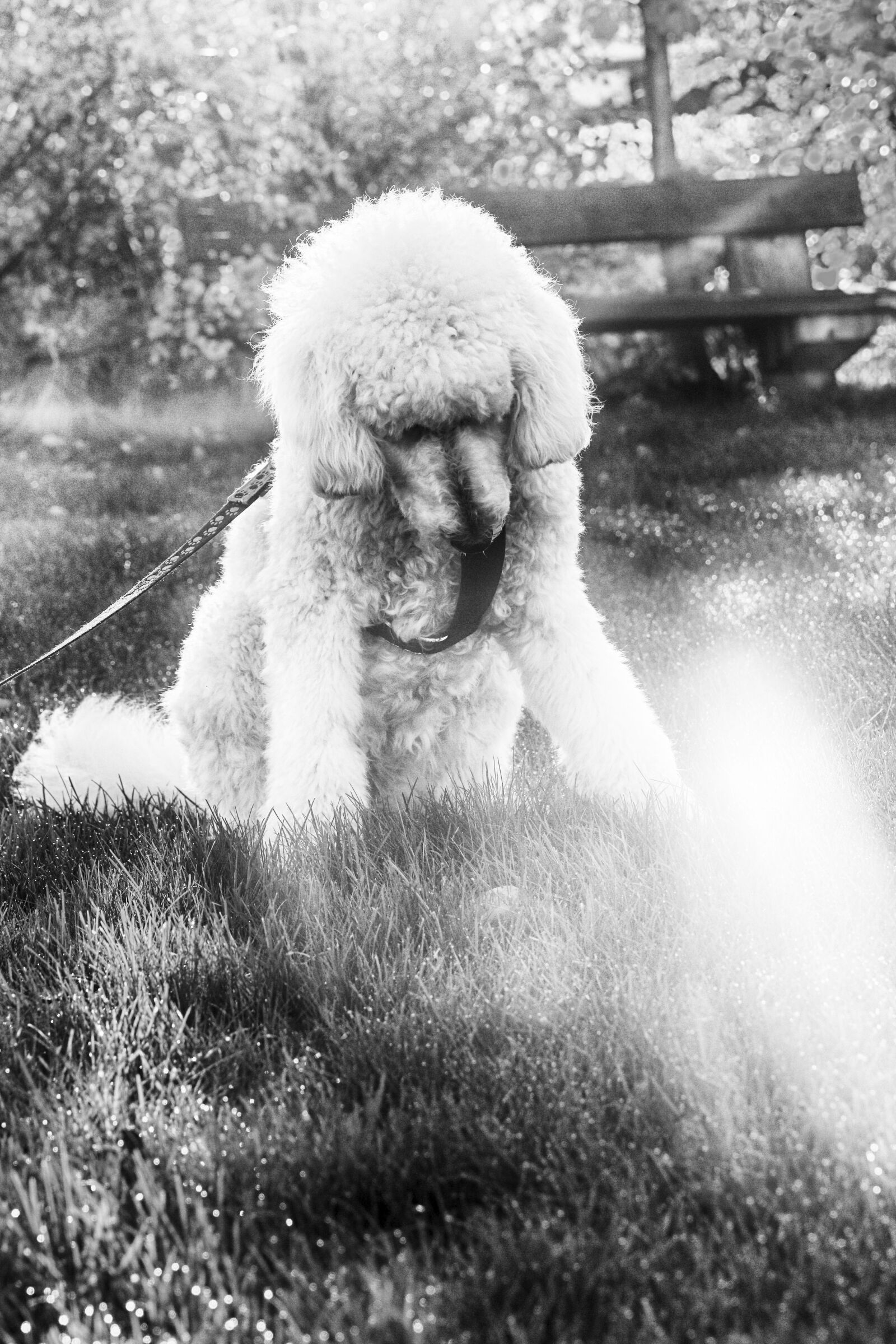 Canon EOS 7D Mark II sample photo. Puddle, dog, pet photography