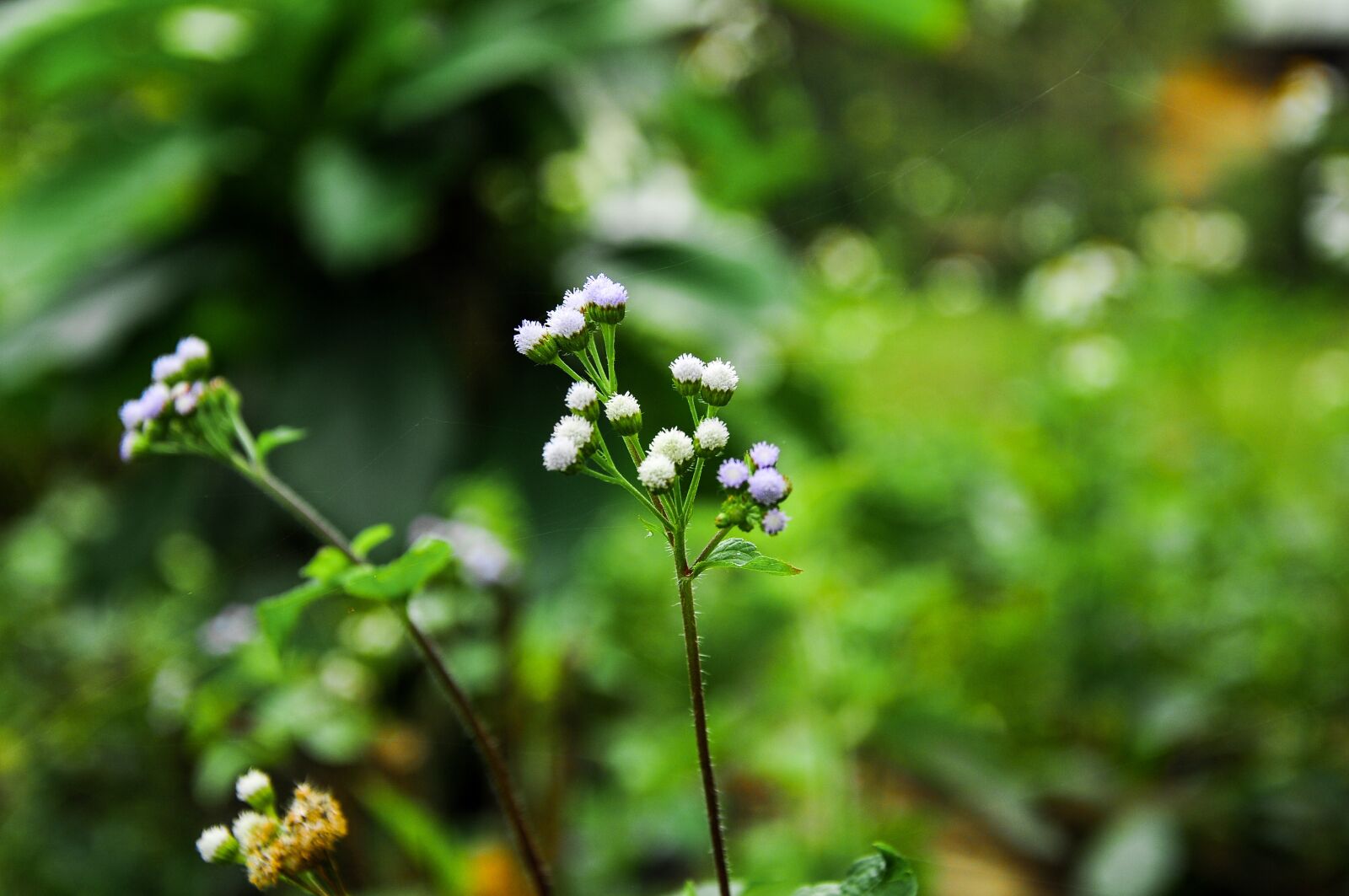 Nikon D90 sample photo. Flower, nature, spring photography