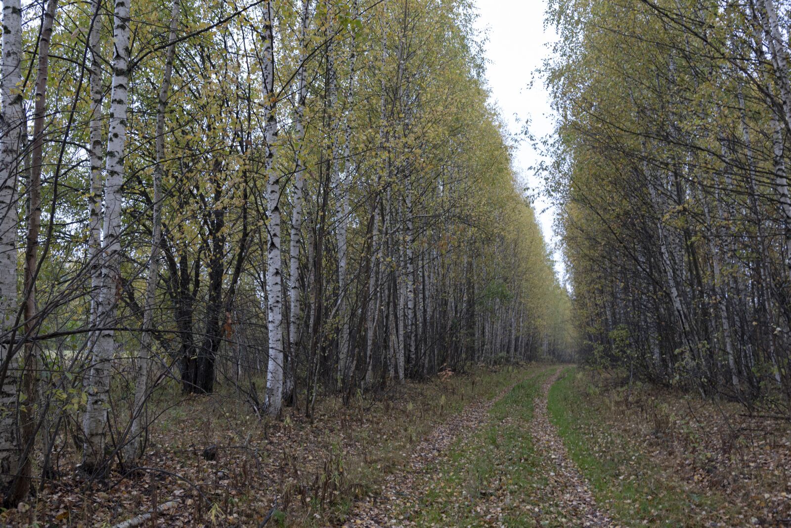 Nikon D750 sample photo. Forest, fall, autumn photography