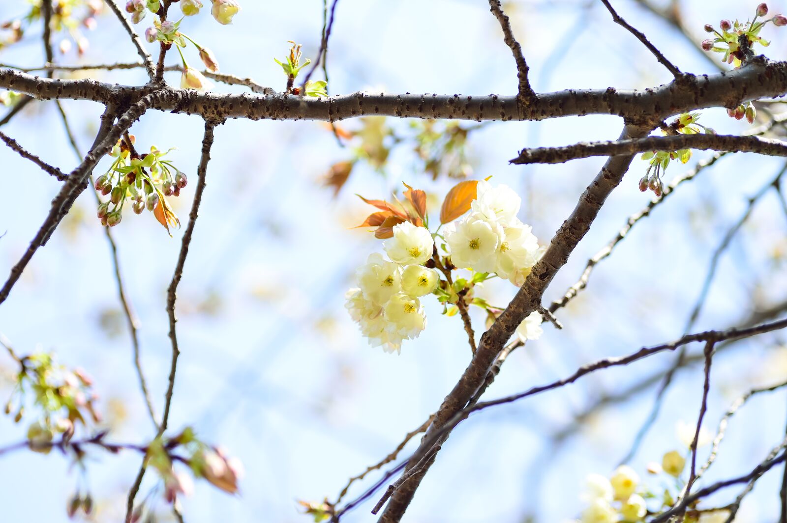 Nikon Df sample photo. Flowers, natural, cherry photography