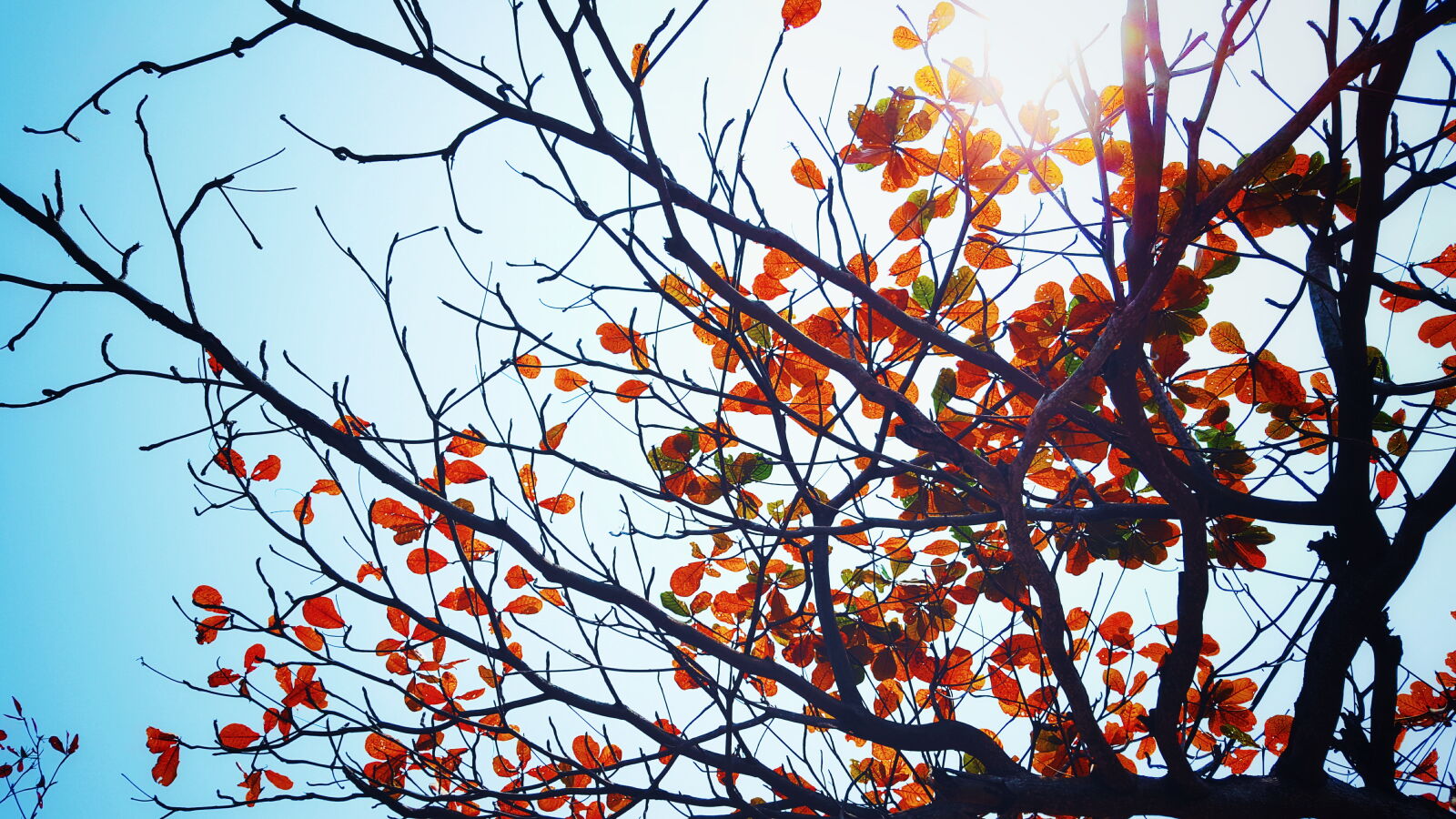 Samsung Galaxy S6 sample photo. Sunshine, trees photography