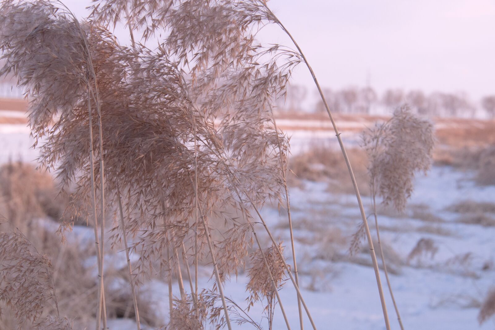 Canon EF-S 18-200mm F3.5-5.6 IS sample photo. Snow, winter photography