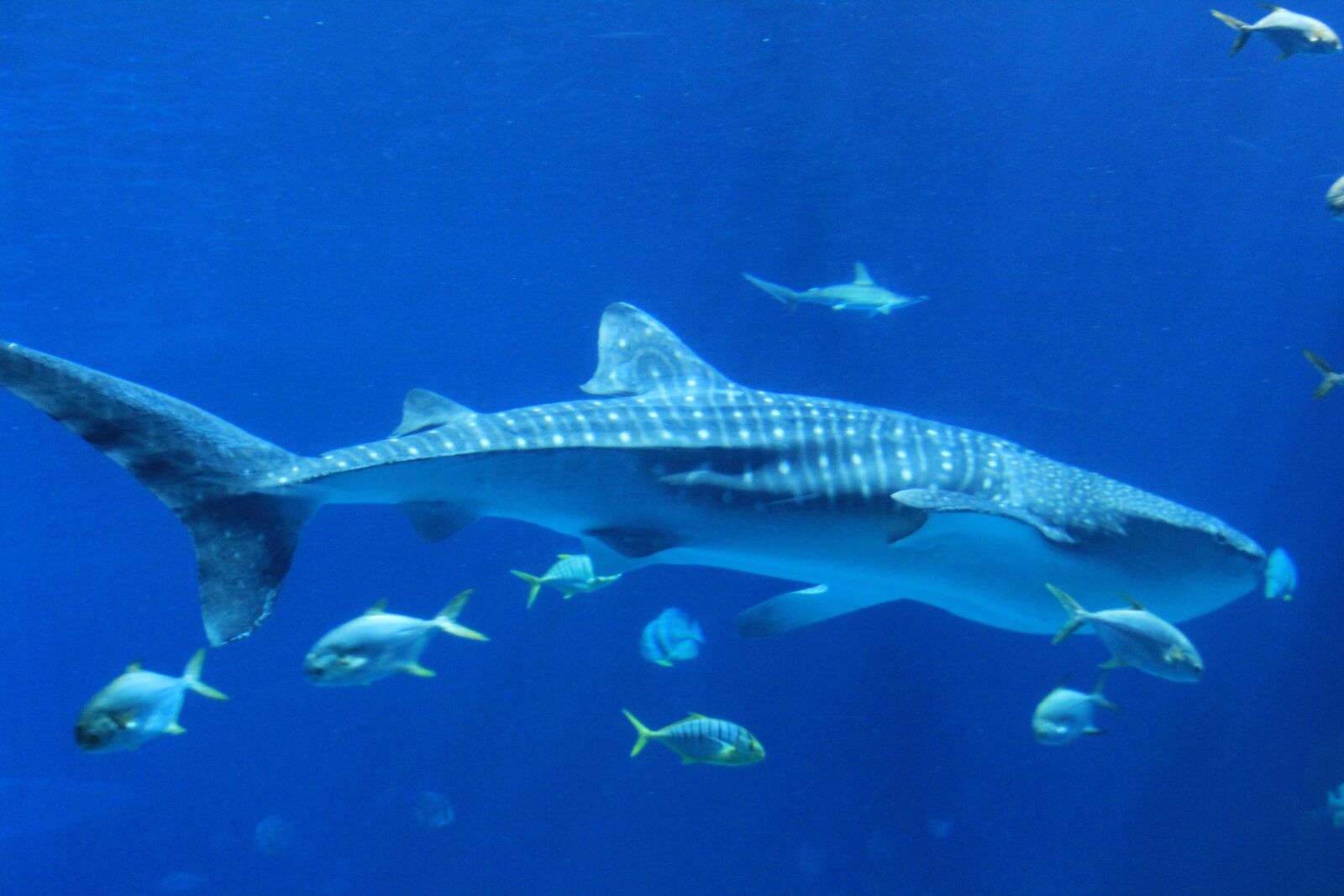 Canon EOS 600D (Rebel EOS T3i / EOS Kiss X5) sample photo. Marine, shark, blue photography