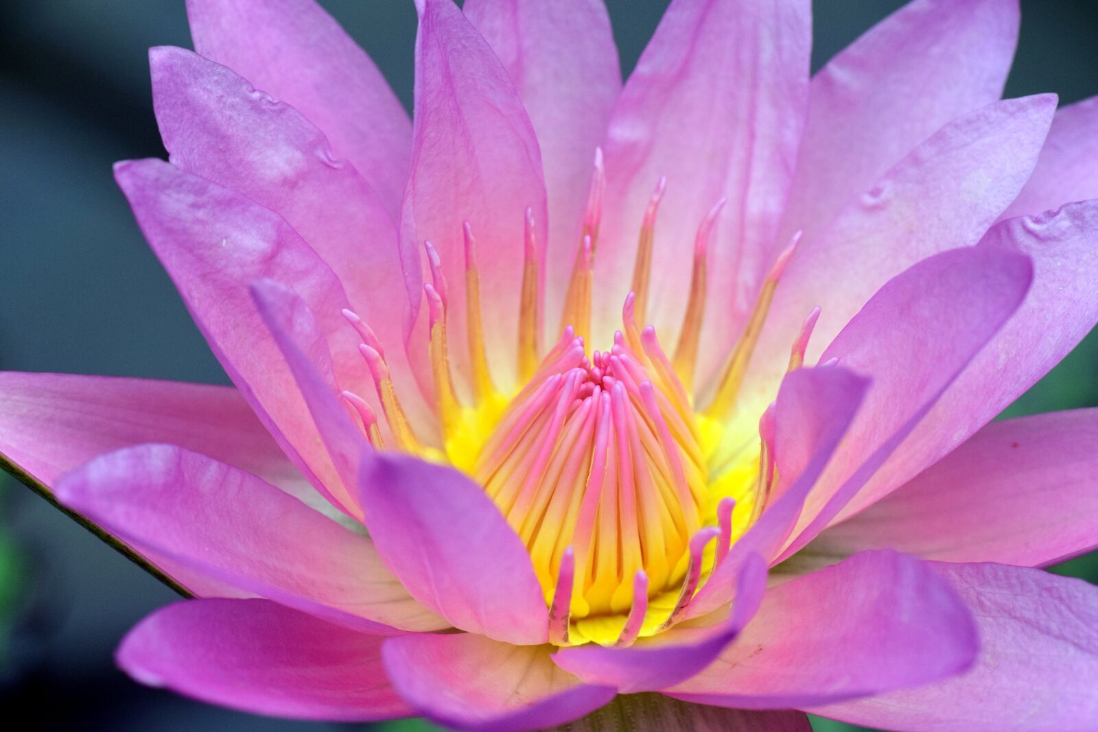 Nikon D3300 sample photo. Nuphar lutea, water lily photography