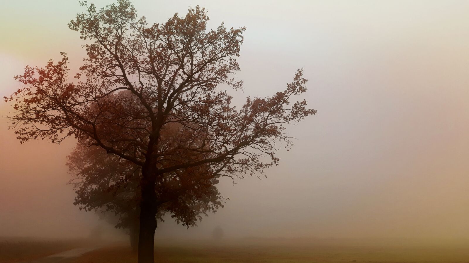 Samsung Galaxy J5 sample photo. The fog, tree, landscape photography