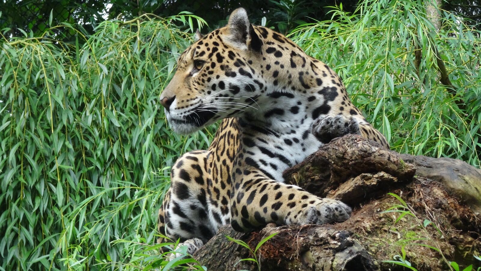 Sony DSC-HX50 sample photo. Animal world, animal, jaguar photography