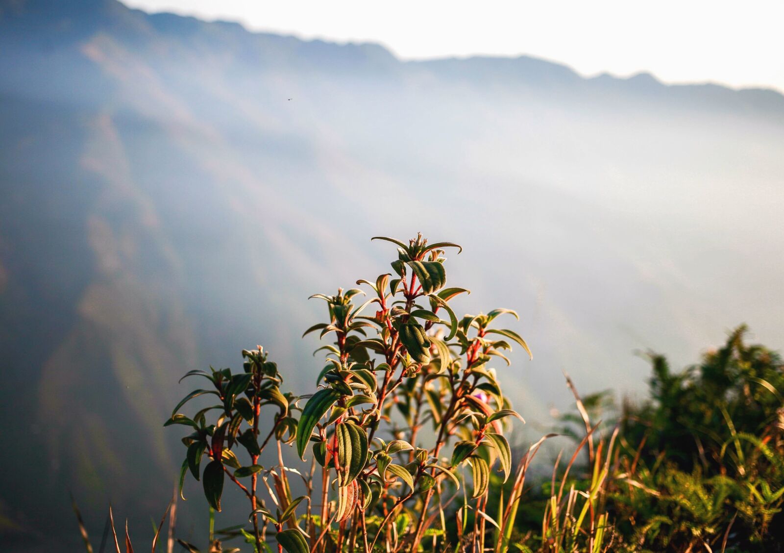 Canon EOS 5D sample photo. Plant, stem, leaf, mountain photography