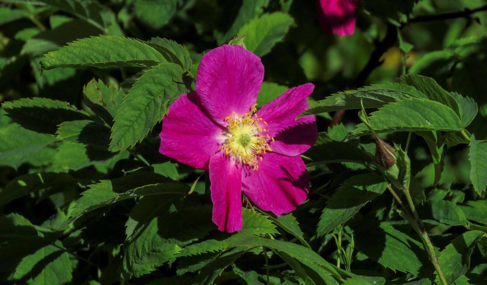 Canon PowerShot SX60 HS sample photo. Flower, rose hip, pink photography