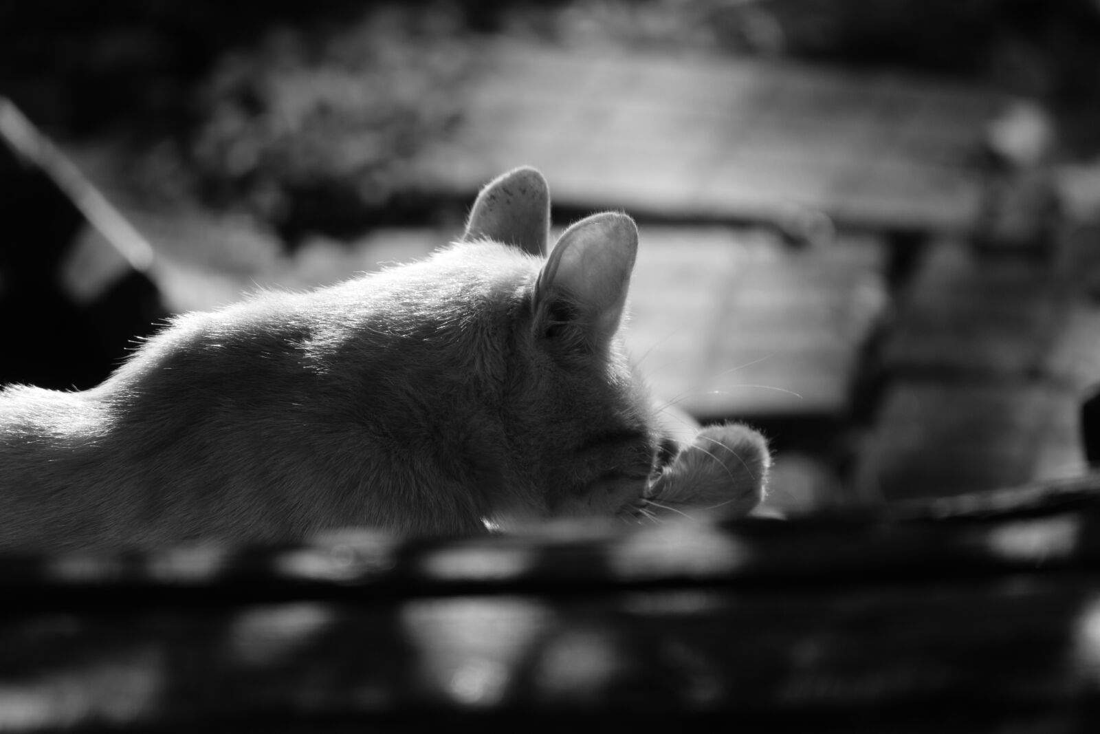 Nikon D3300 sample photo. Cat, pussycat, animal photography